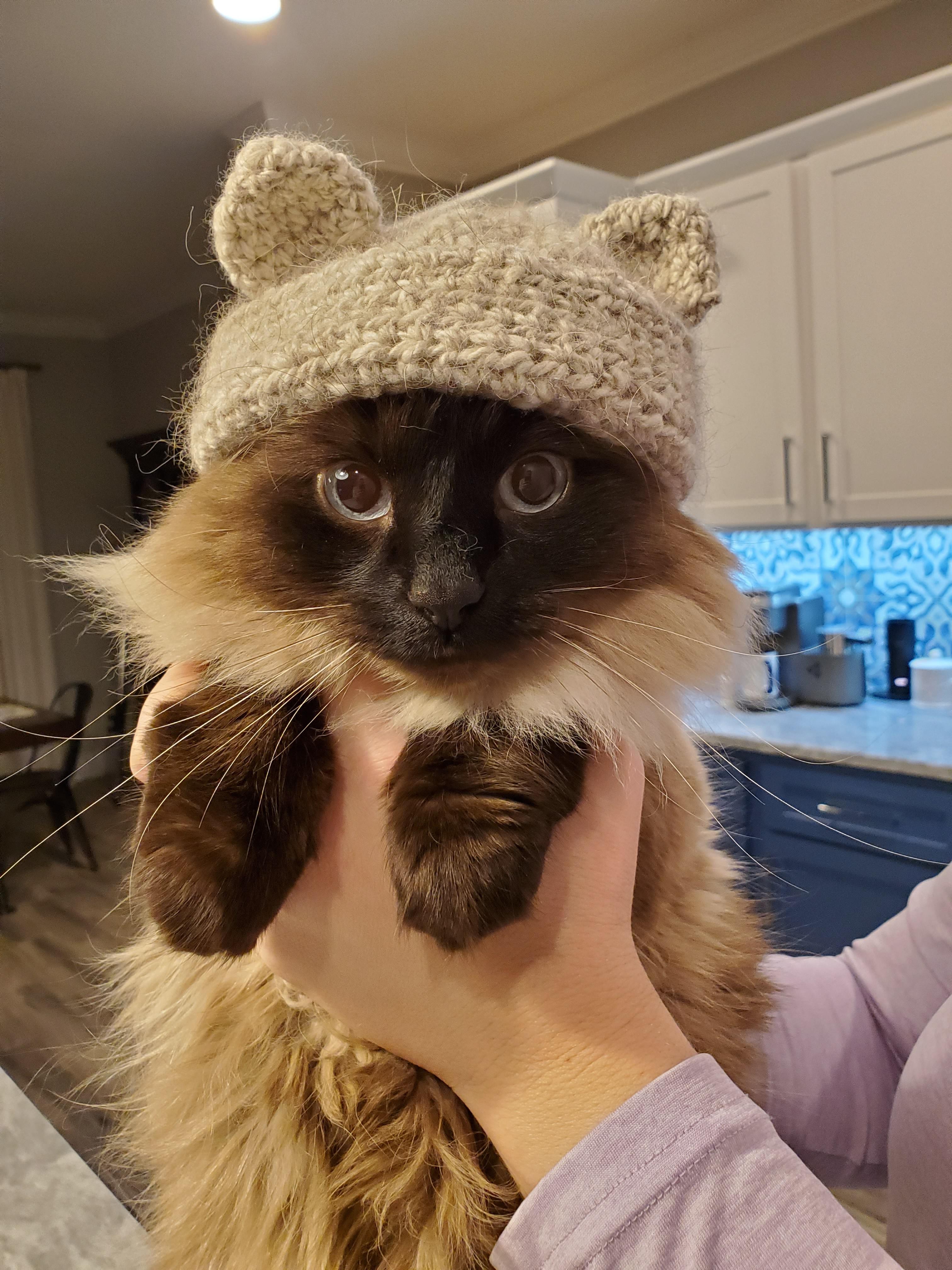 My cat kaylee wearing a 'cat hat' i made from yarn i spun with her fur