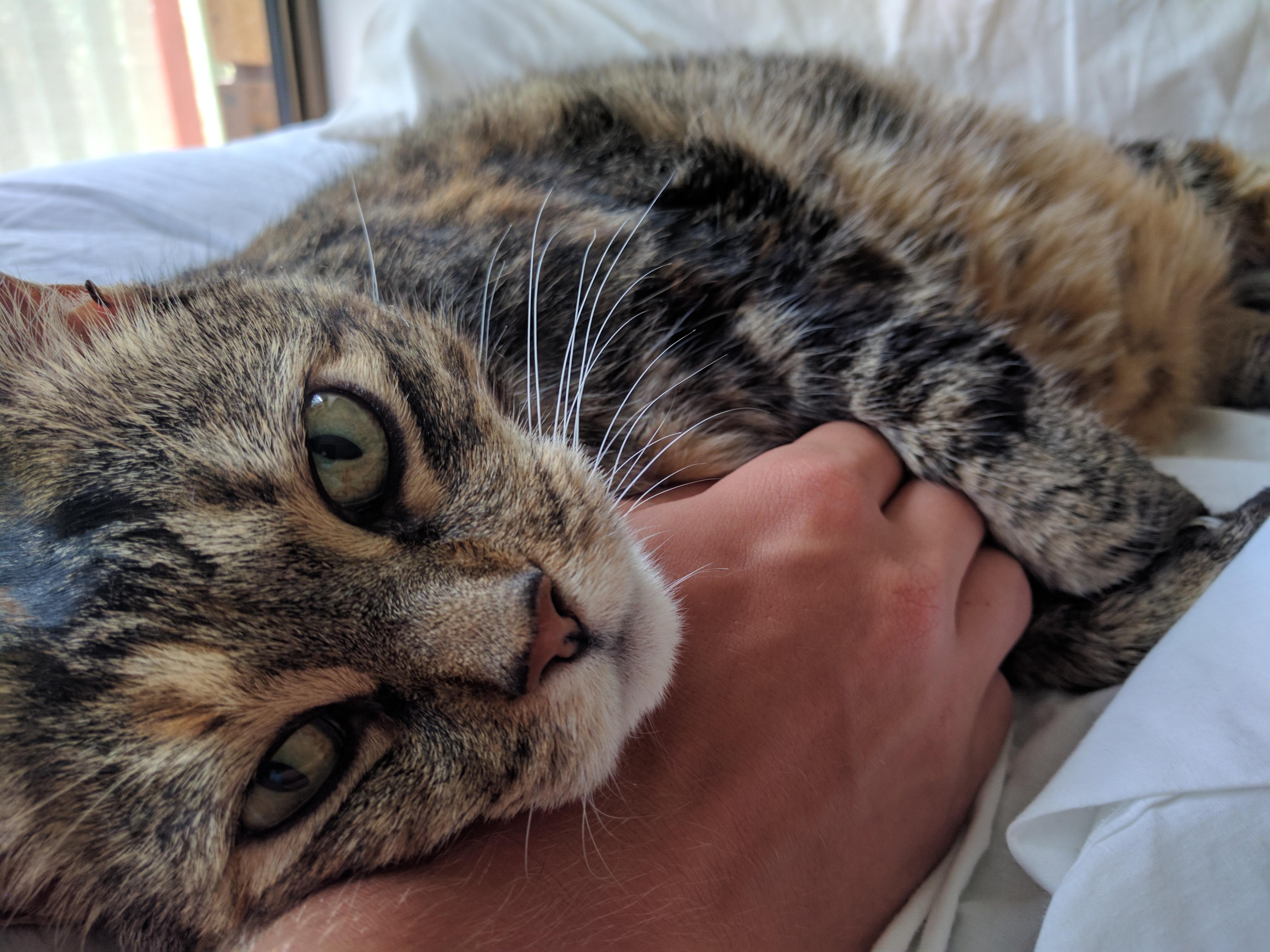 Blind item a certain young actor—until recently regarded as the most promising. My cat normally isn't very affectionate so this was a