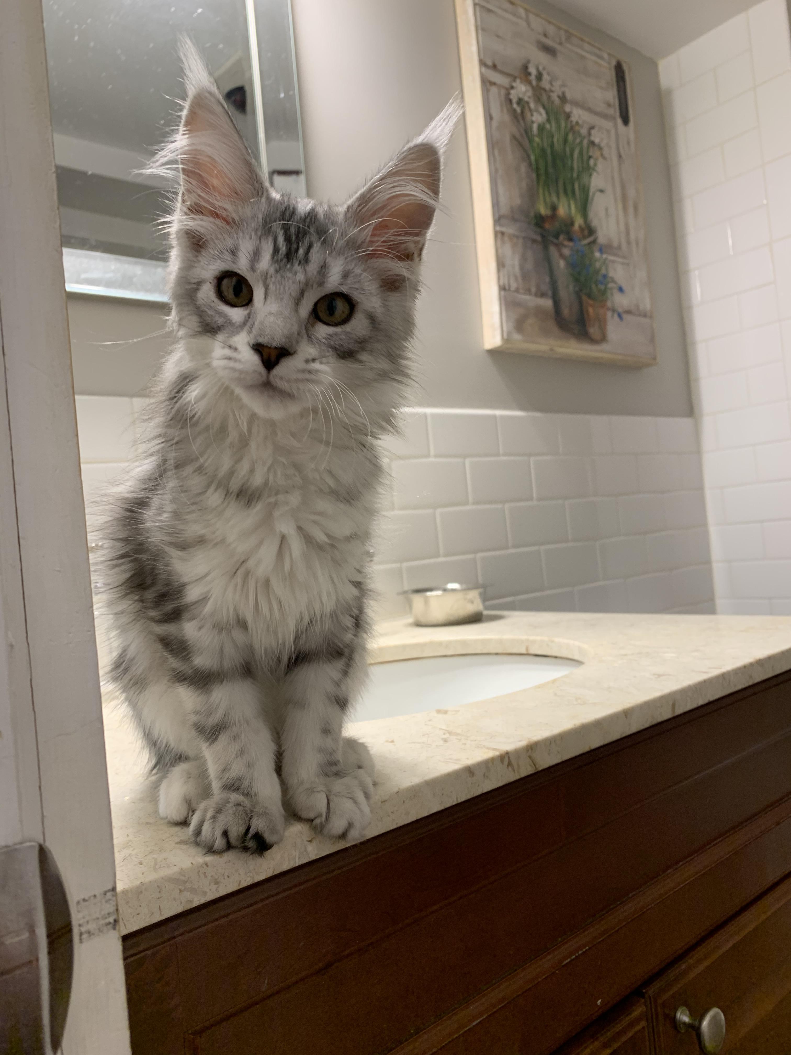 Meet lily our new 12 week old kitten.