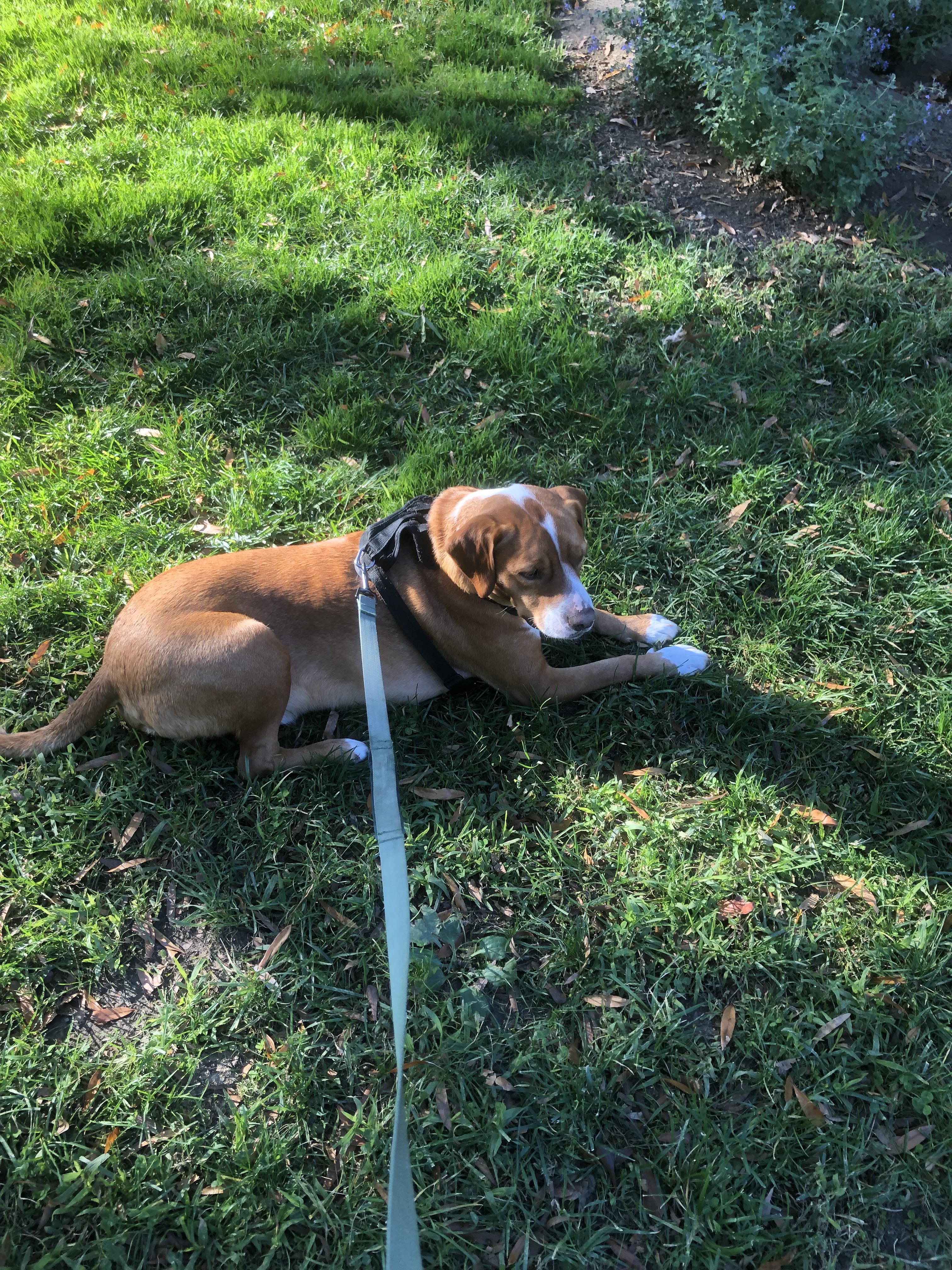 Two black and white pitsky puppies. Hi This Is My Dog Odin The Pound Call Him A Lab Mix But I Think He S At Least Part Pitbull And I Wanted To Hear What You Guys Think R Pitbulls