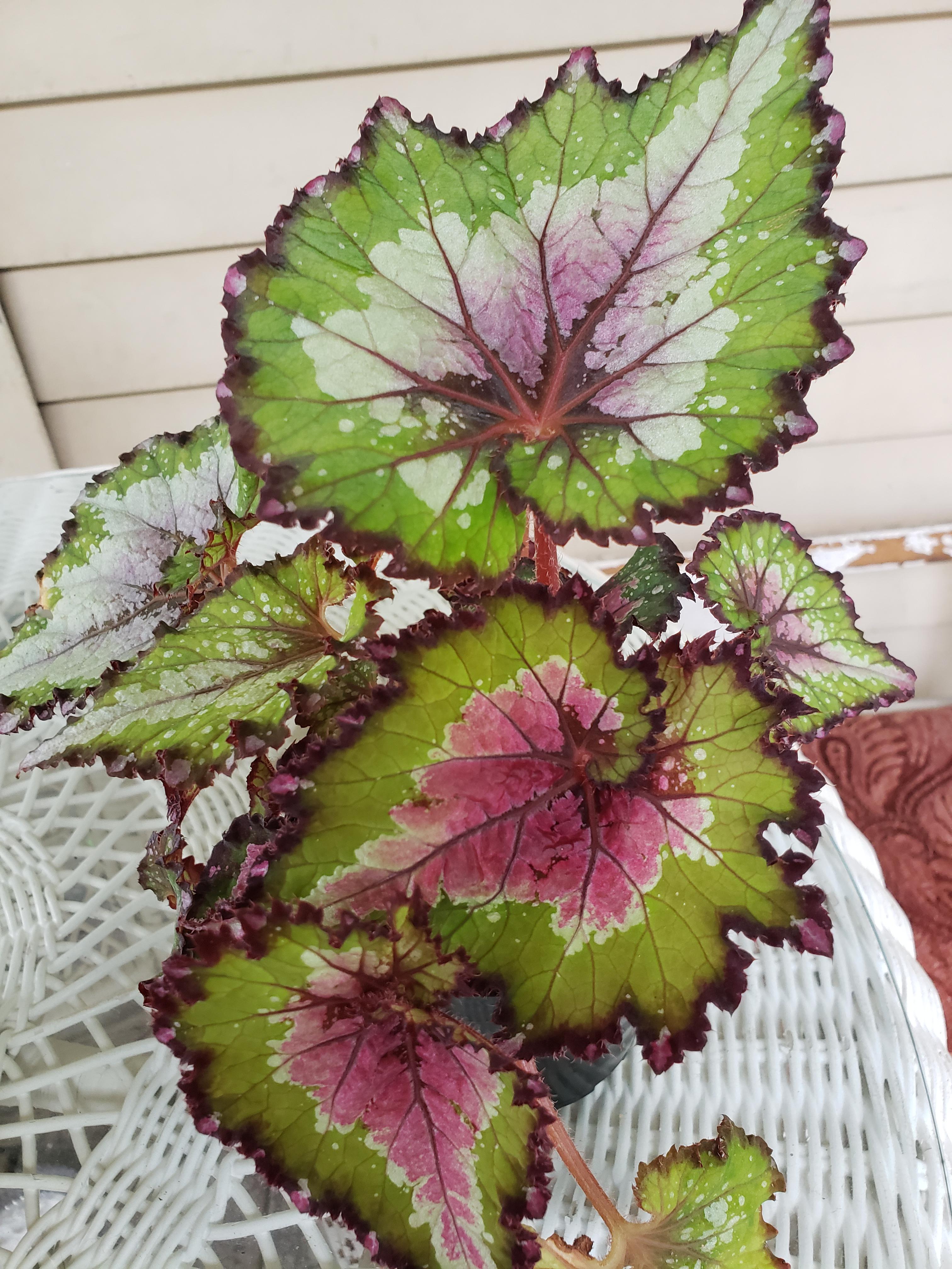 Gaze into the deeply spiraled leaves of begonia 'super curl' and prepare to be amazed at the wonders of nature. Does Anyone Know The Id Of This Begonia I Found This Pretty Lady At The Nursery I Had To Bring It Home With Me Begonias