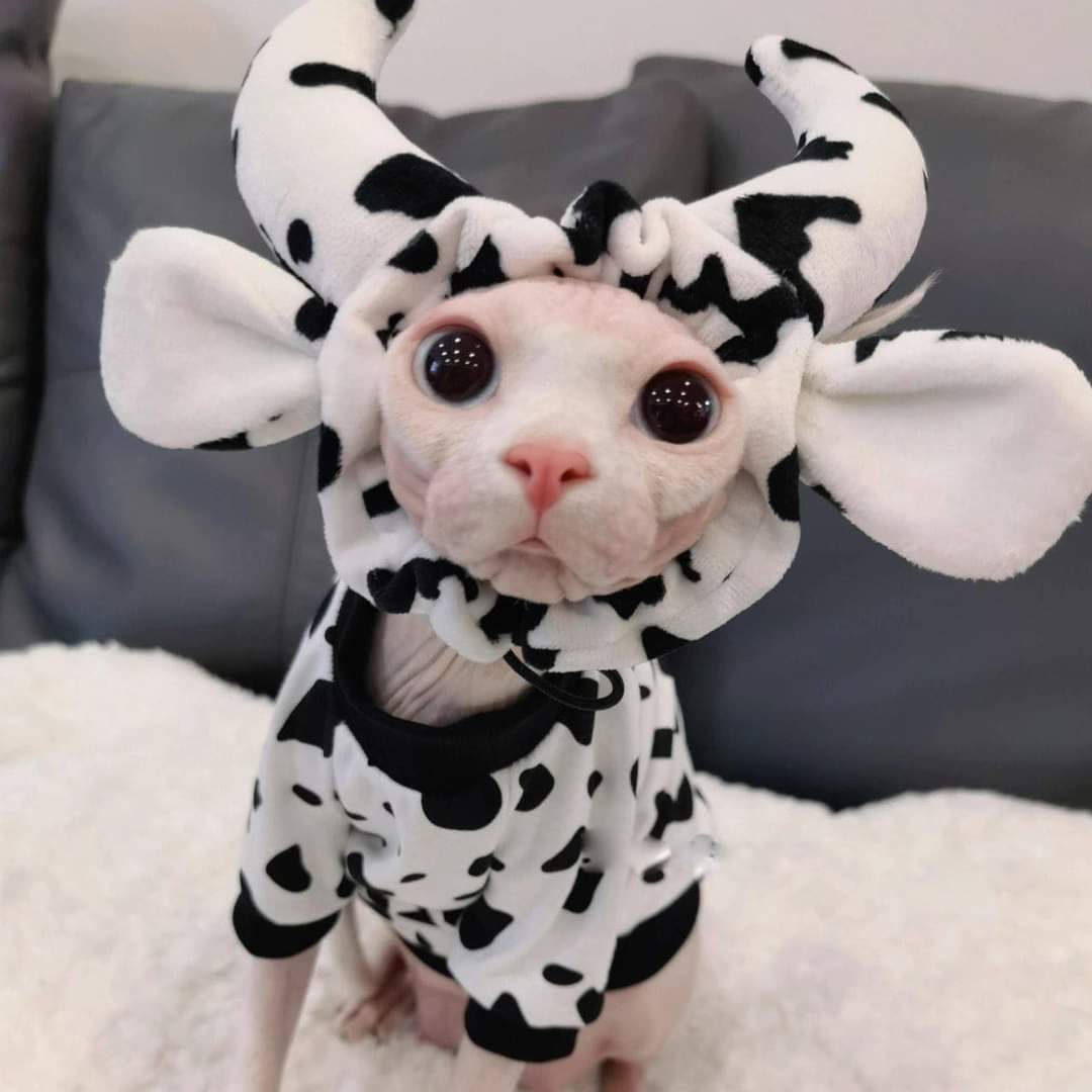 Yooo bingus with the drip? who else think bingus got a fire halloween