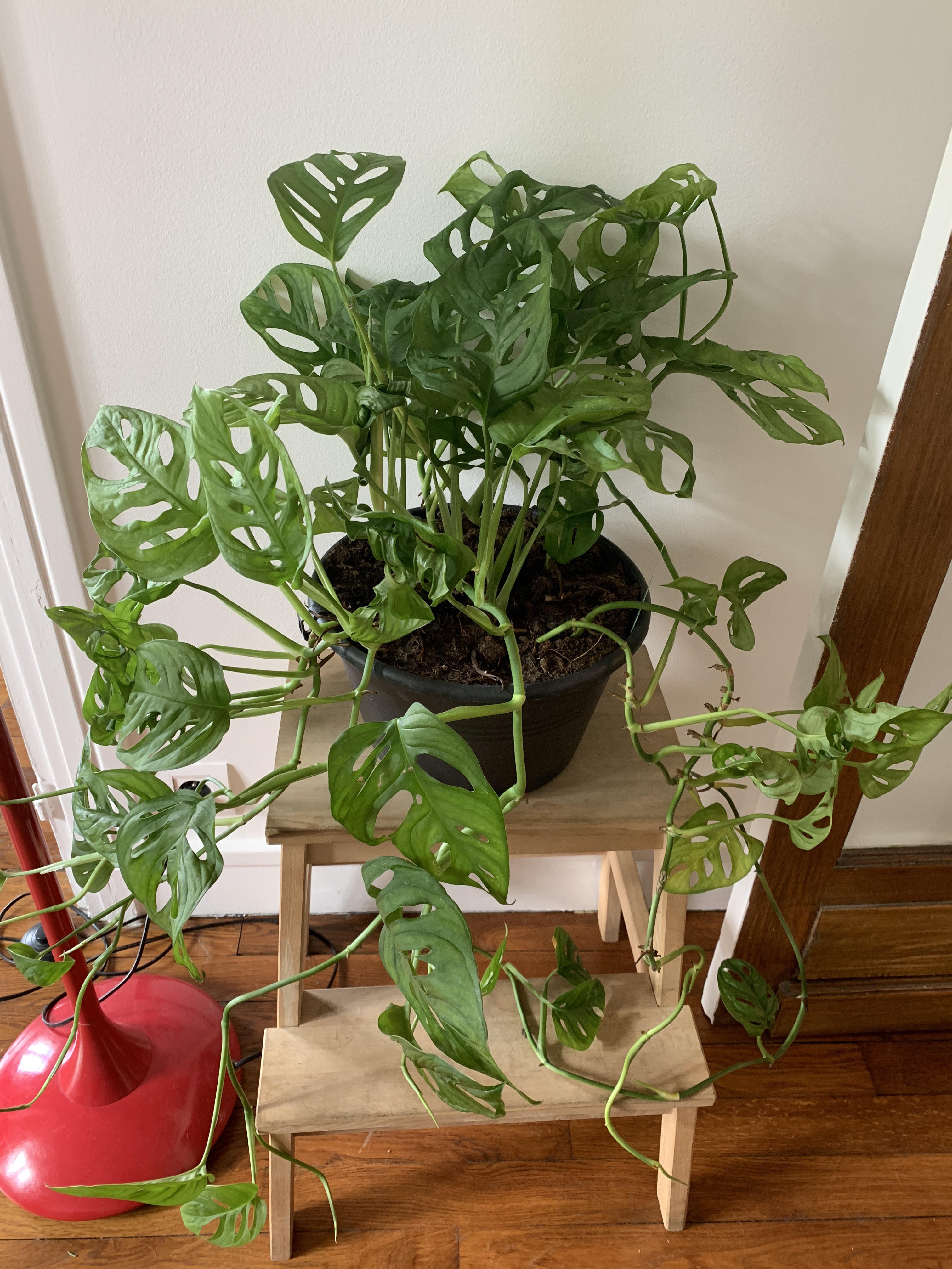 Monstera acuminata has way smaller and darker leaves than monstera adansonii. Just got this baby. The tag on it says it's Monstera ...