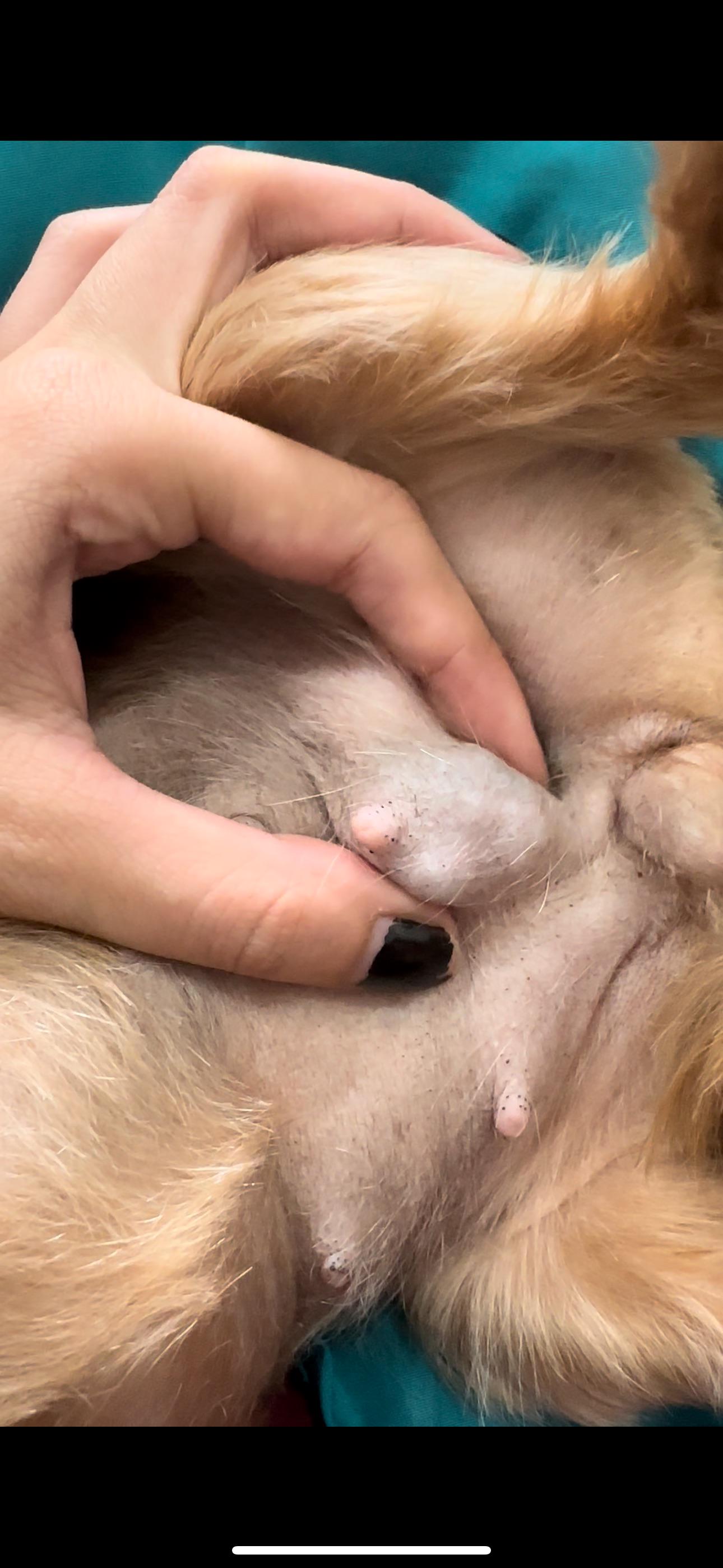 Pai quer que minha cachorrinha reproduza, mas eu não quero. Preciso de  ajuda. : rApoioVet