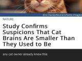 1461 Best R Catmemes Images On Pholder Child Support Is Accepted