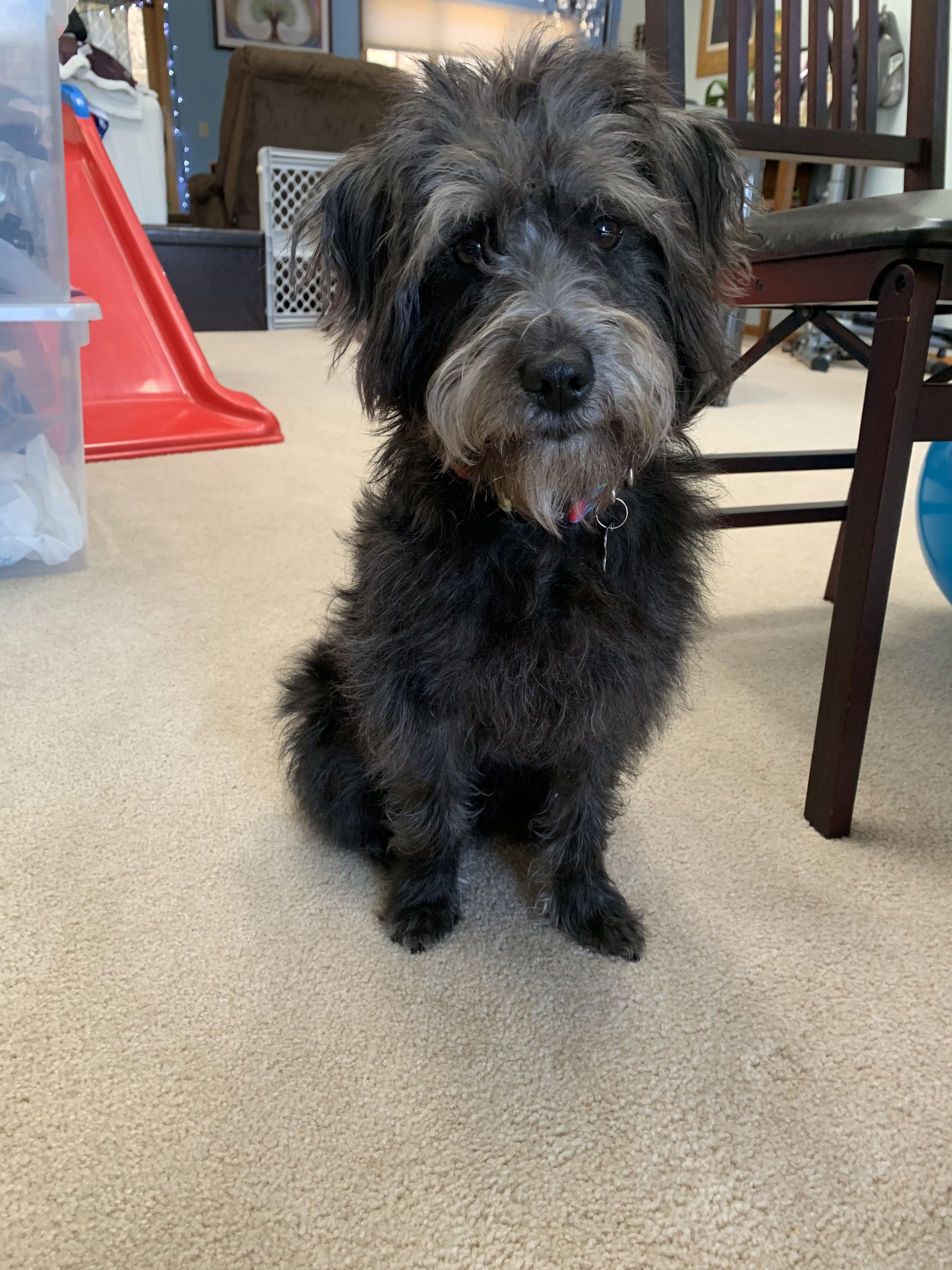 Pepper got a haircut