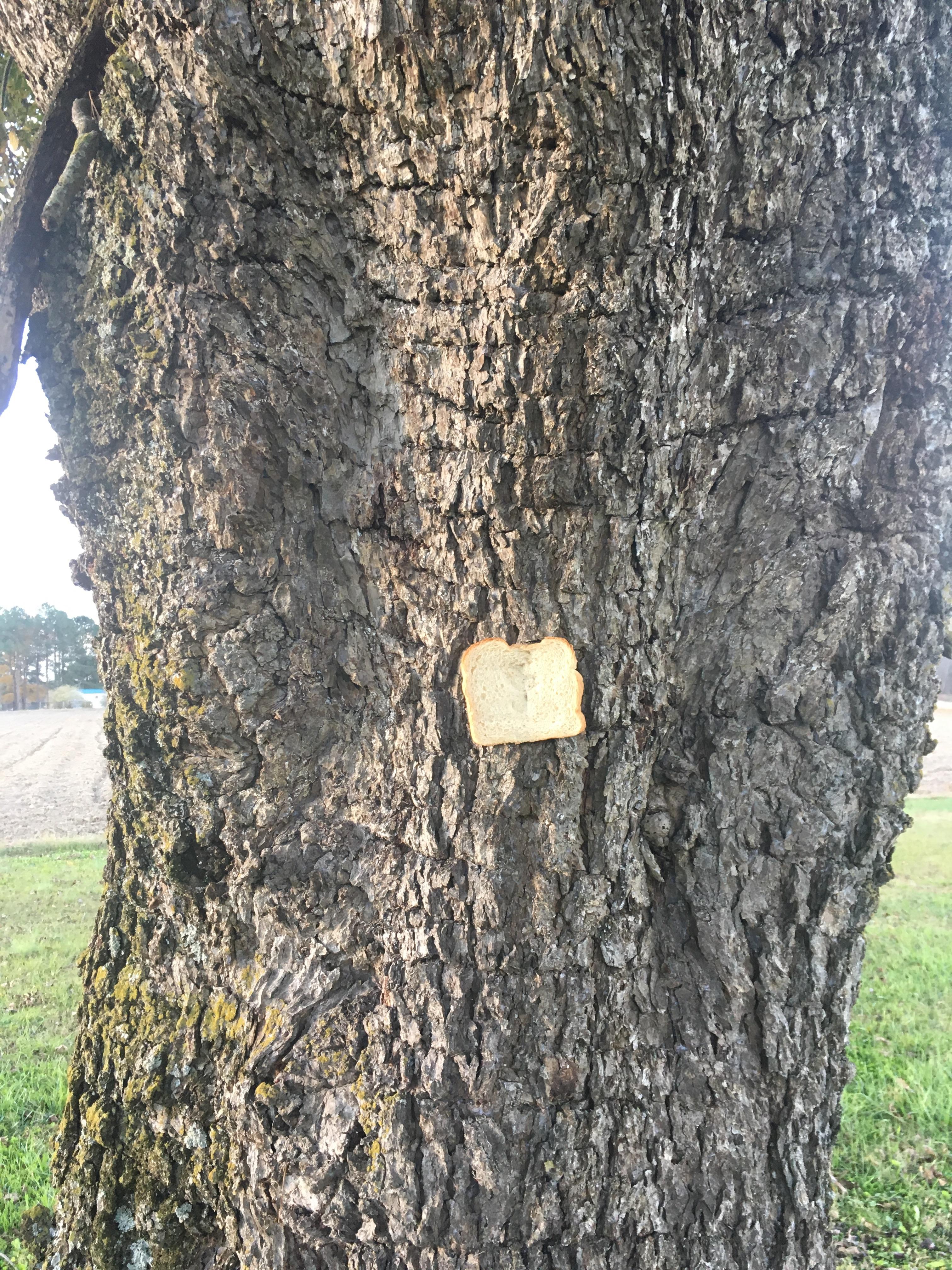 This Tree Has Something The Whole Family Pieces Of Bread That Have Been Stapled To Trees Facebook
