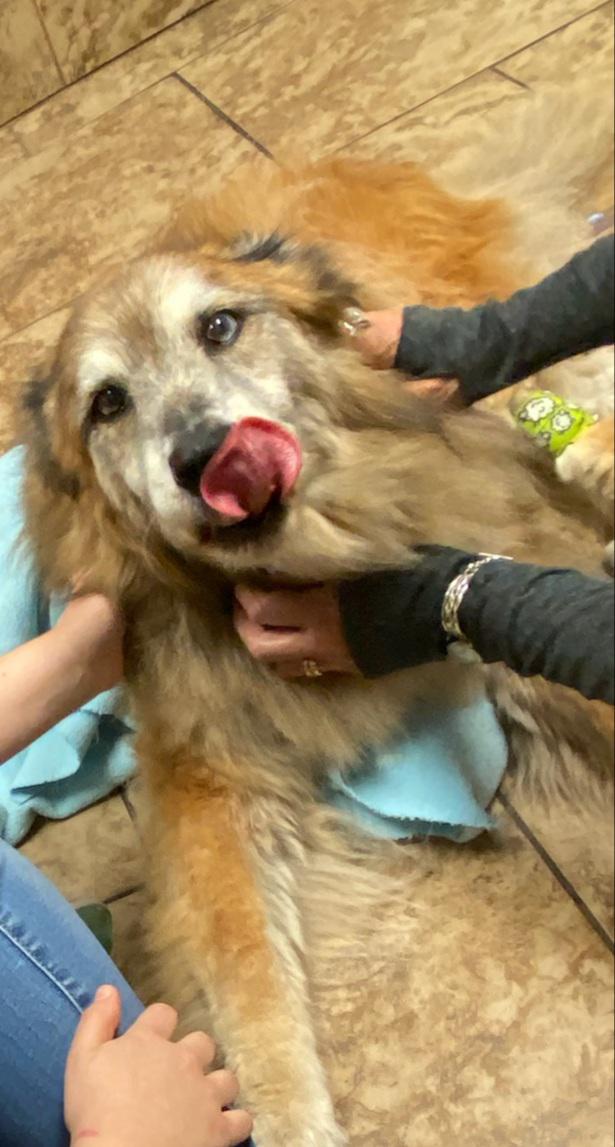 helpmy dog passed away on wednesday and i cant stop crying rdogs on my pet died and i can't stop crying reddit