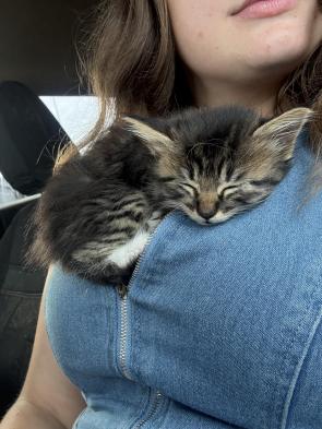 My new kitten has a chosen favorite spot