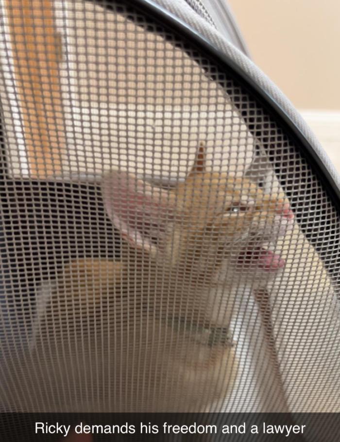kittyricky