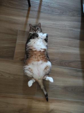 My cheeky cat ⭐