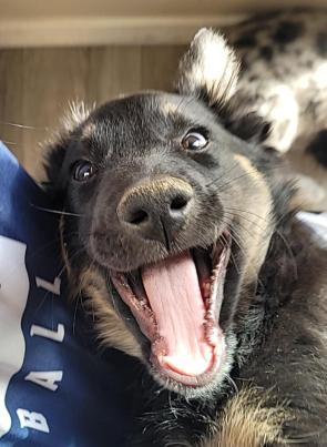 happy dawg