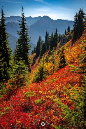 Autumn colors peaking in the mountains, WA, USA [1366×2048][OC]