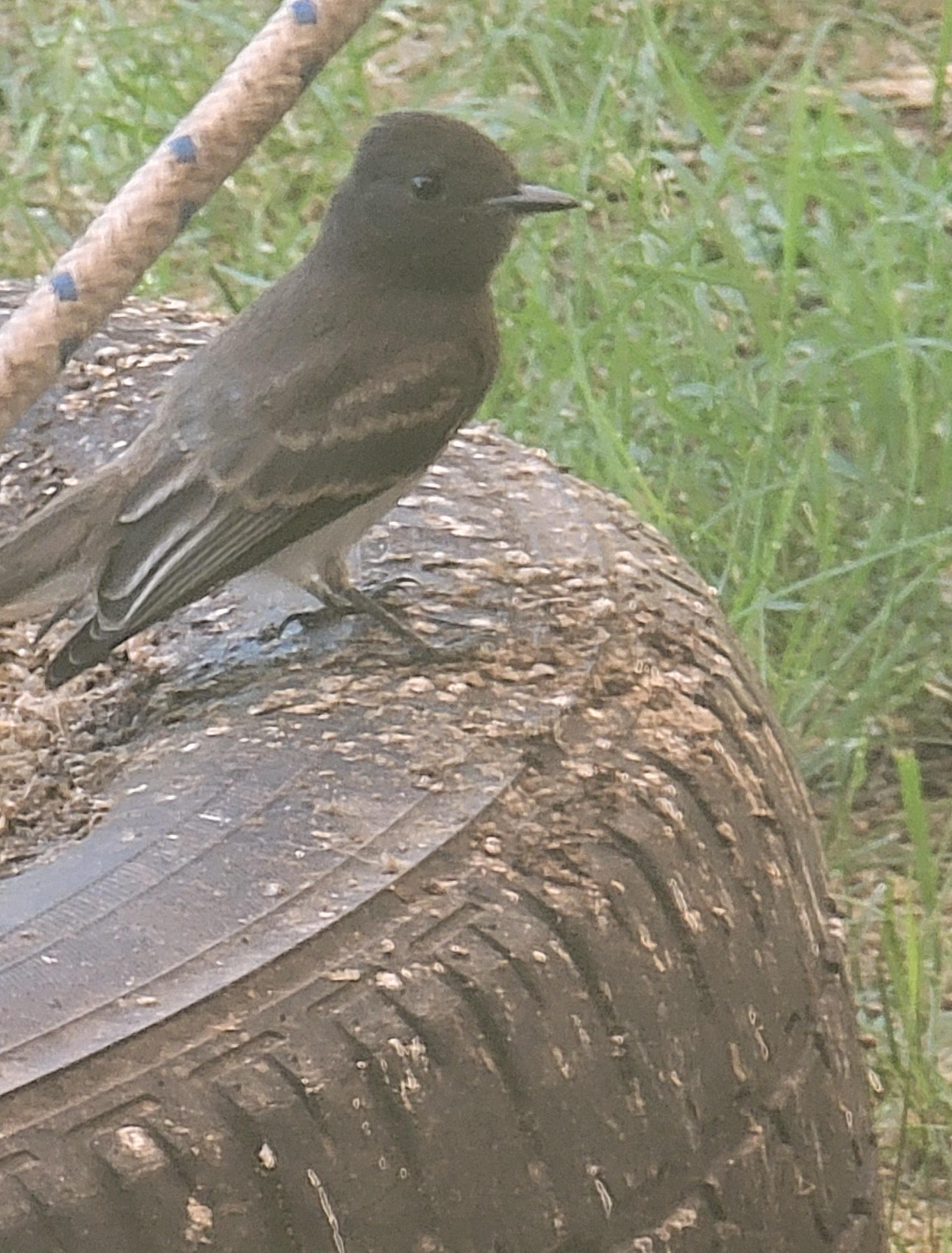 Is this lil phoebe friend a juvenile? : rbirding