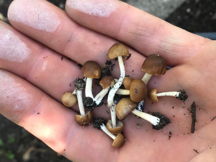 outdoor420