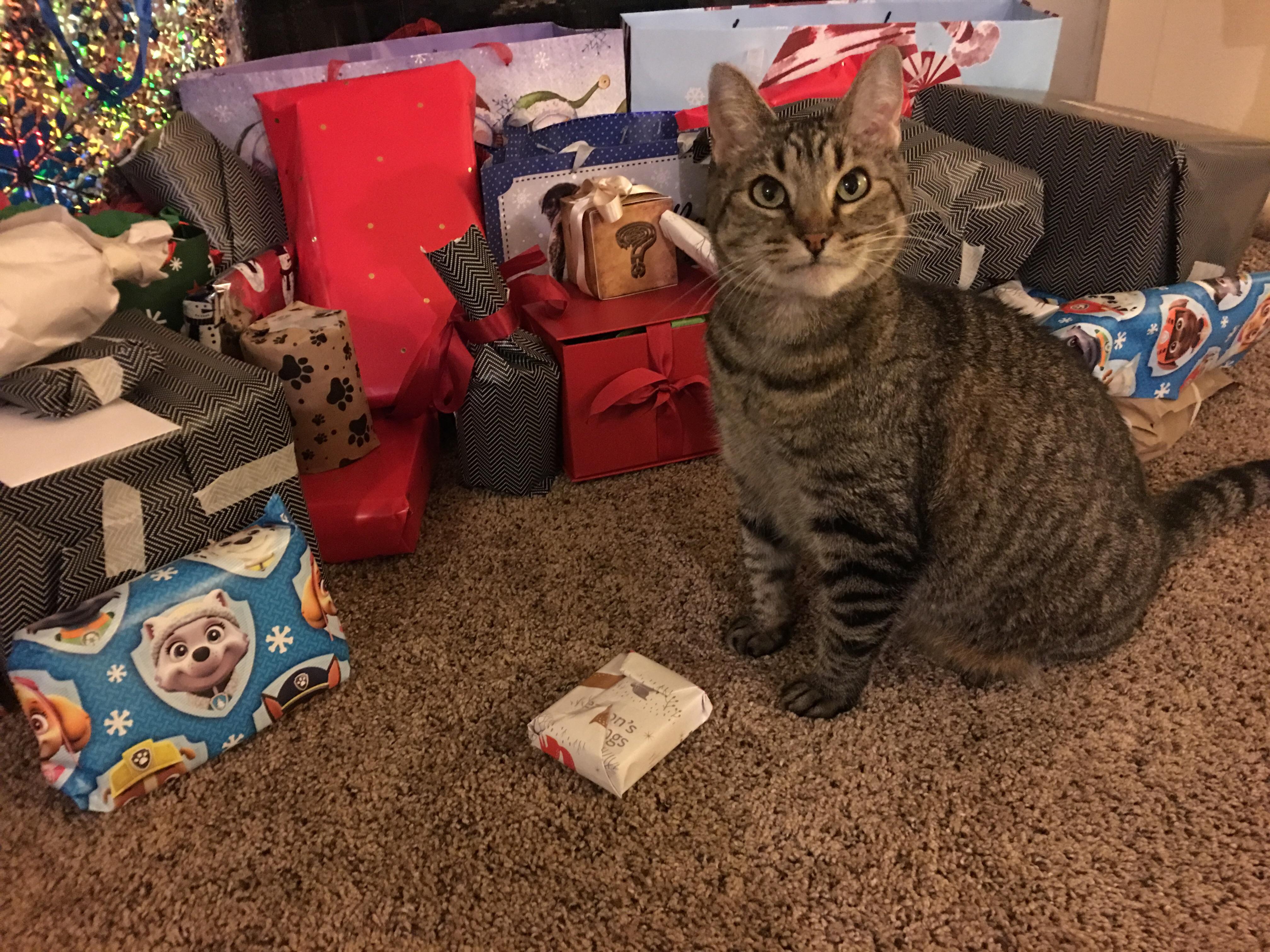 When you don't have kids so you get your cats all the presents