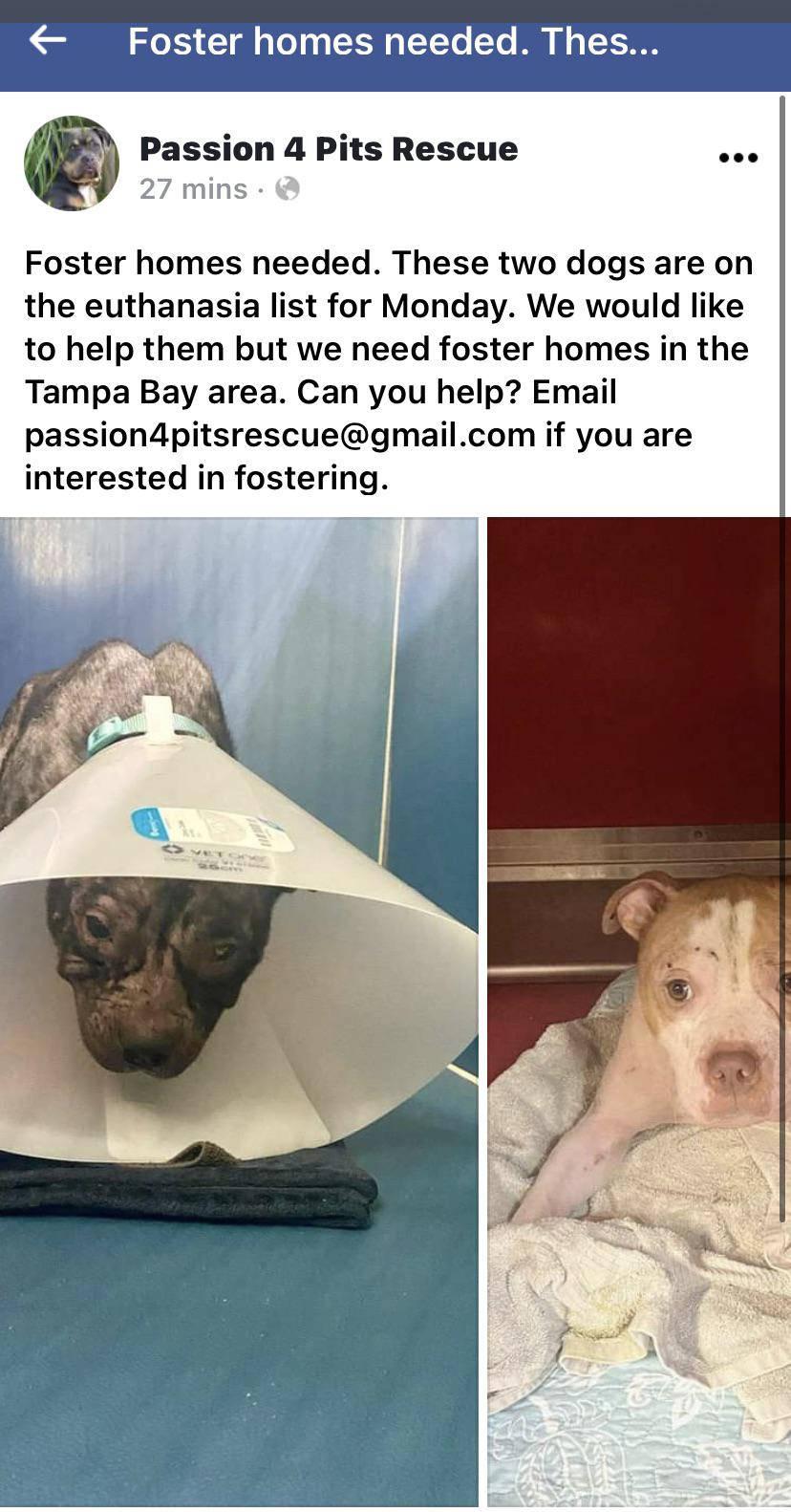 tampa bay onreddit on craigslist tampa pets hernando