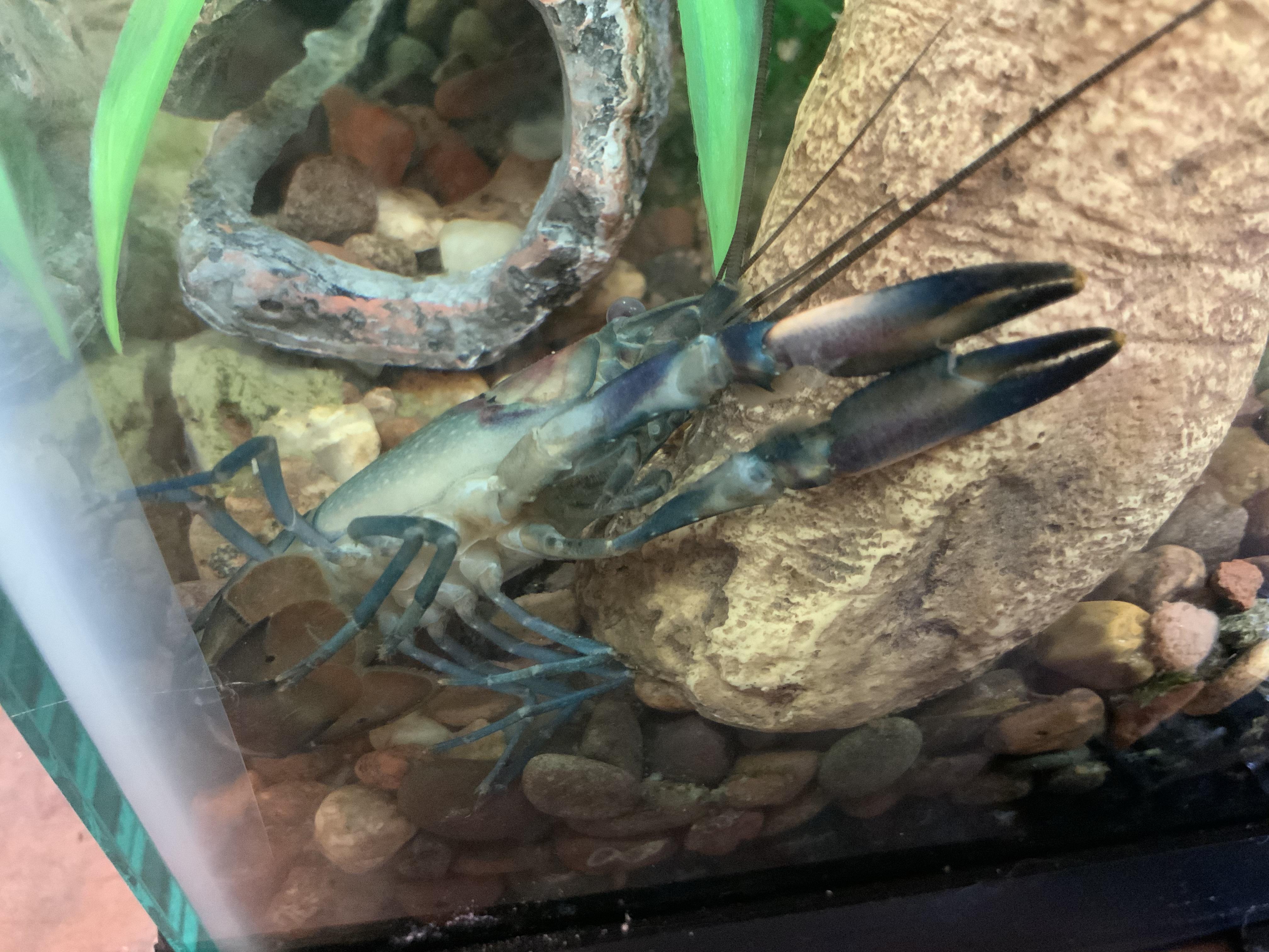 Why Do Crayfish Flip Over Acuario Pets 