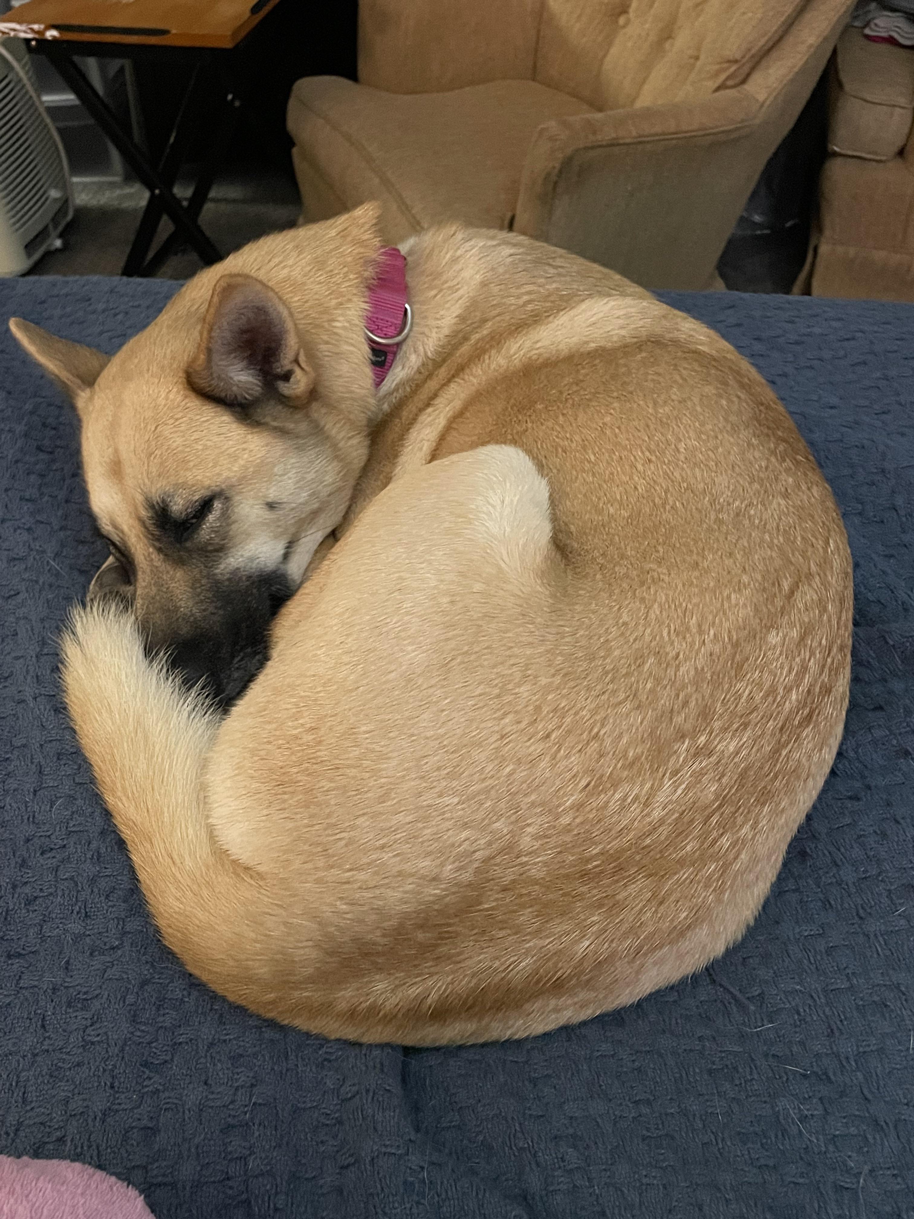 Trois races - 37 %  32 %  31 % : rDoggyDNA