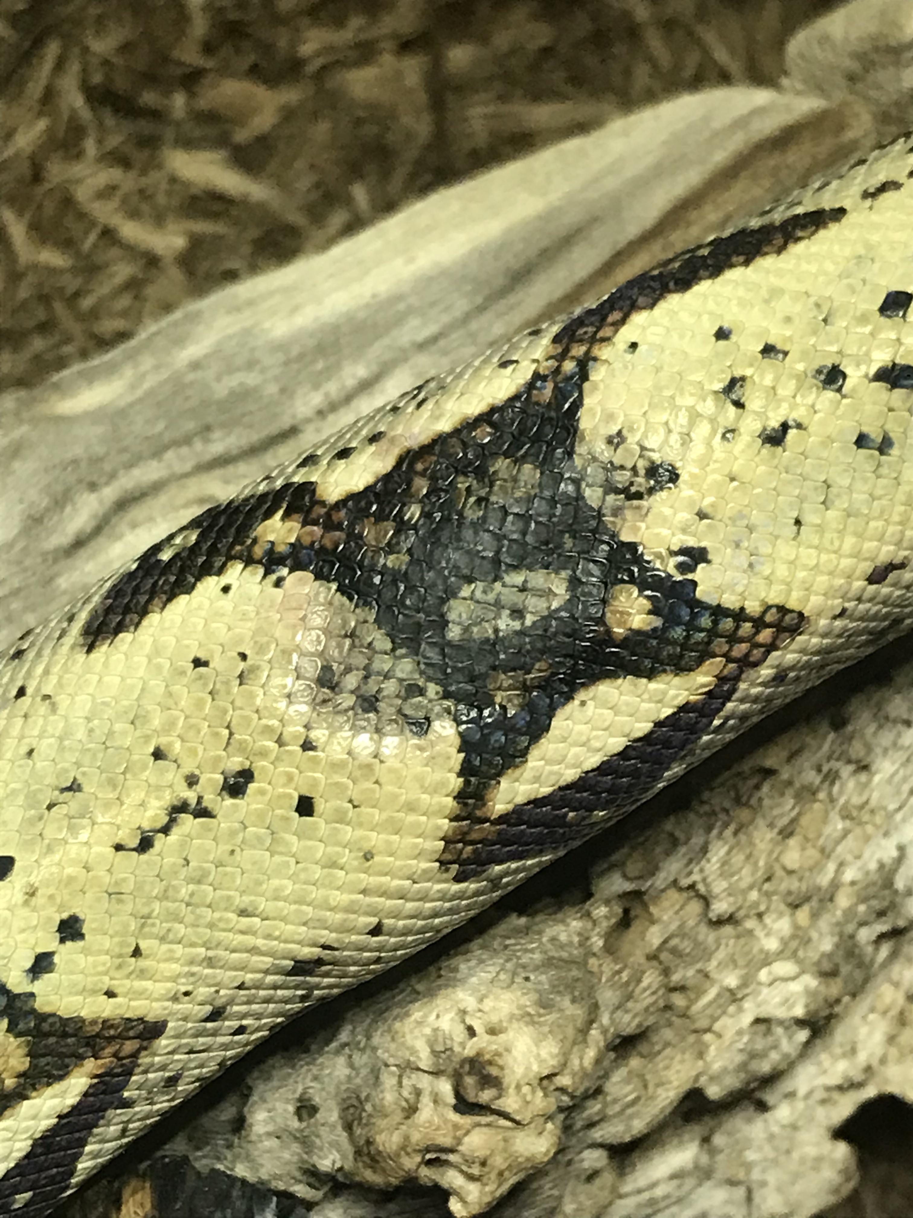 Recently adopted this colombian red tailed boa from a friend who couldn't take care of it