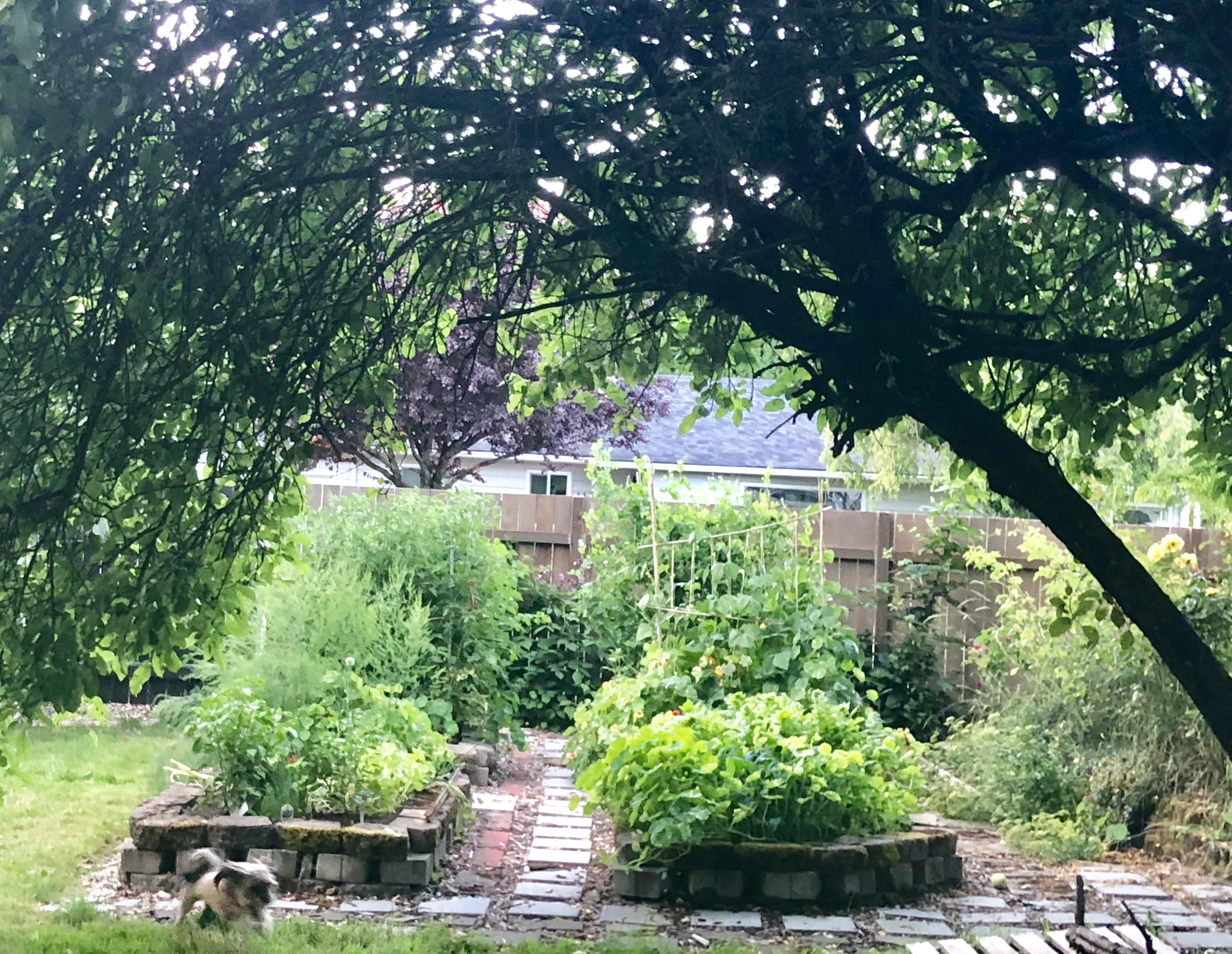For many people, spotting a snake in your garden or yard is a terrifying experience. Walking Under The Apple Tree Archway Into My Little Vegetable Garden Two Years Ago This Was A Bramble Patch Grown Into A Pile Of Rusted Metal Gardening