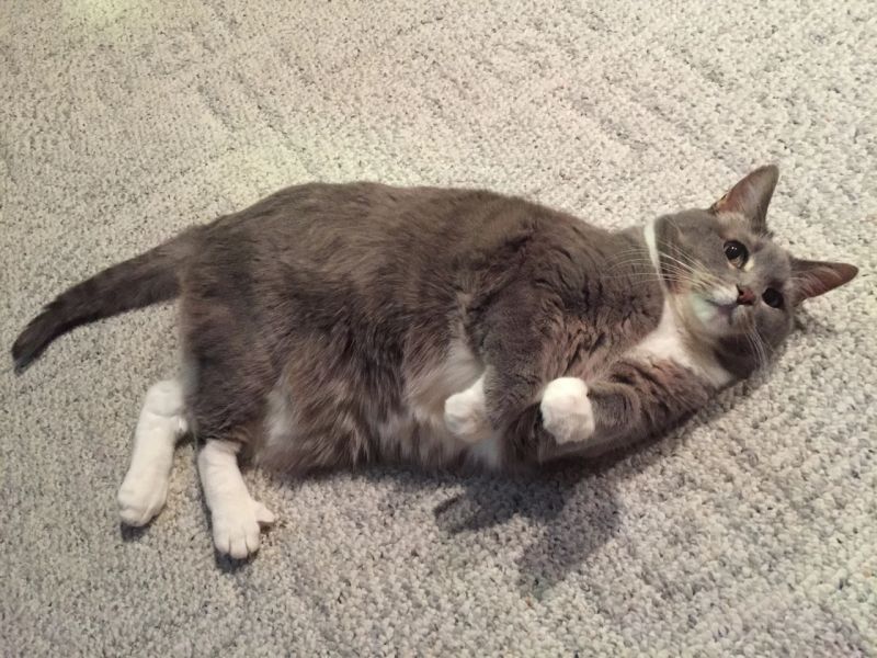 Beans Socks R Toebeans - Elegant Geometric Art - HD