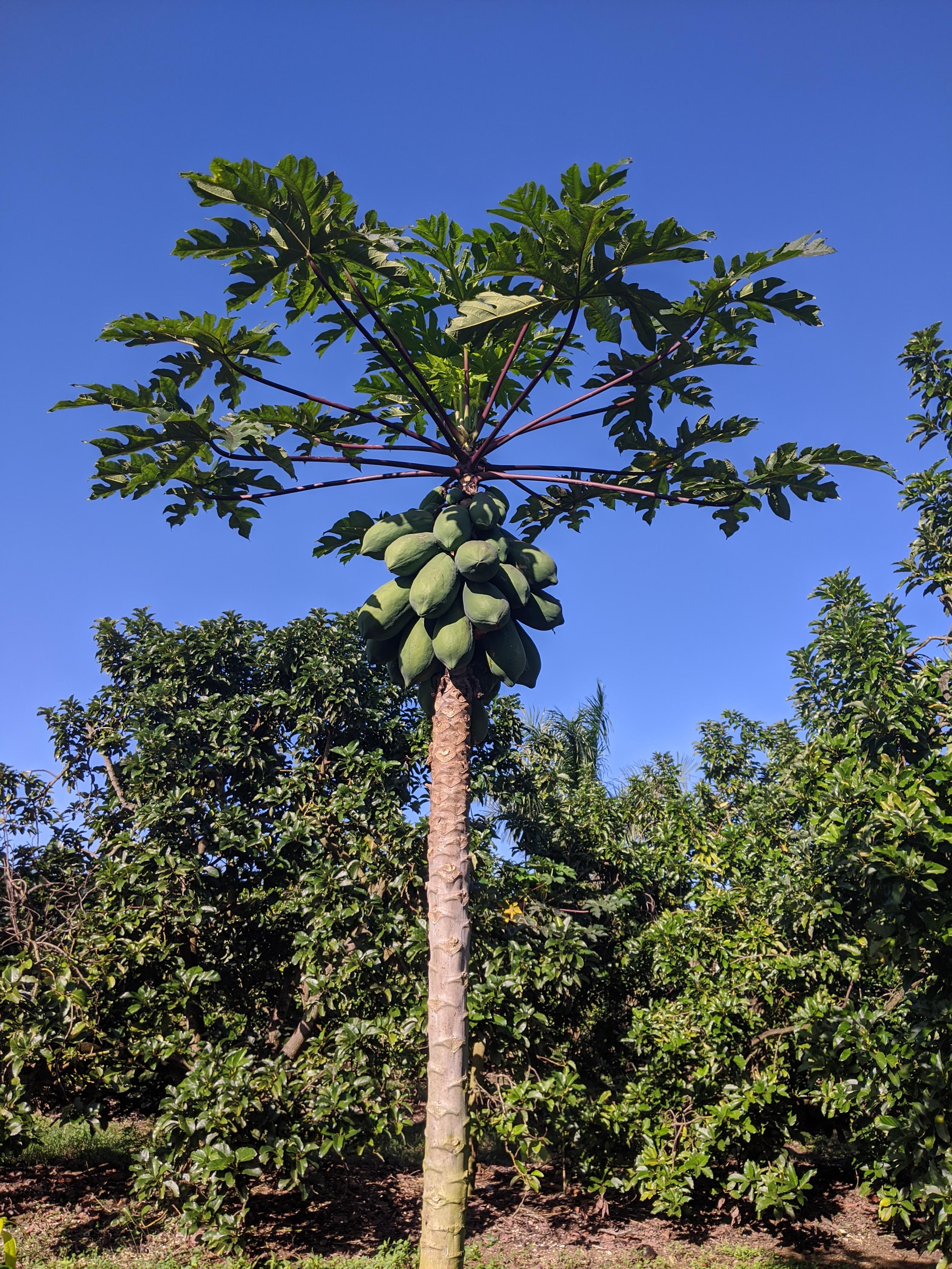 Papaya Tree Manufacturer From Nadiad