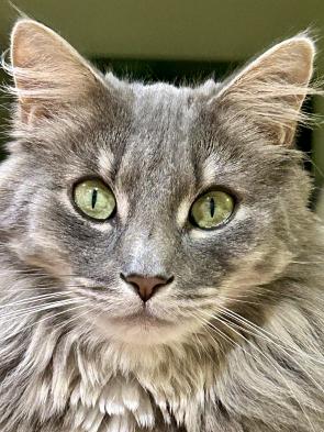 We’re not sure of the breed of my mother’s rescue cat, but she’s uncommonly beautiful.