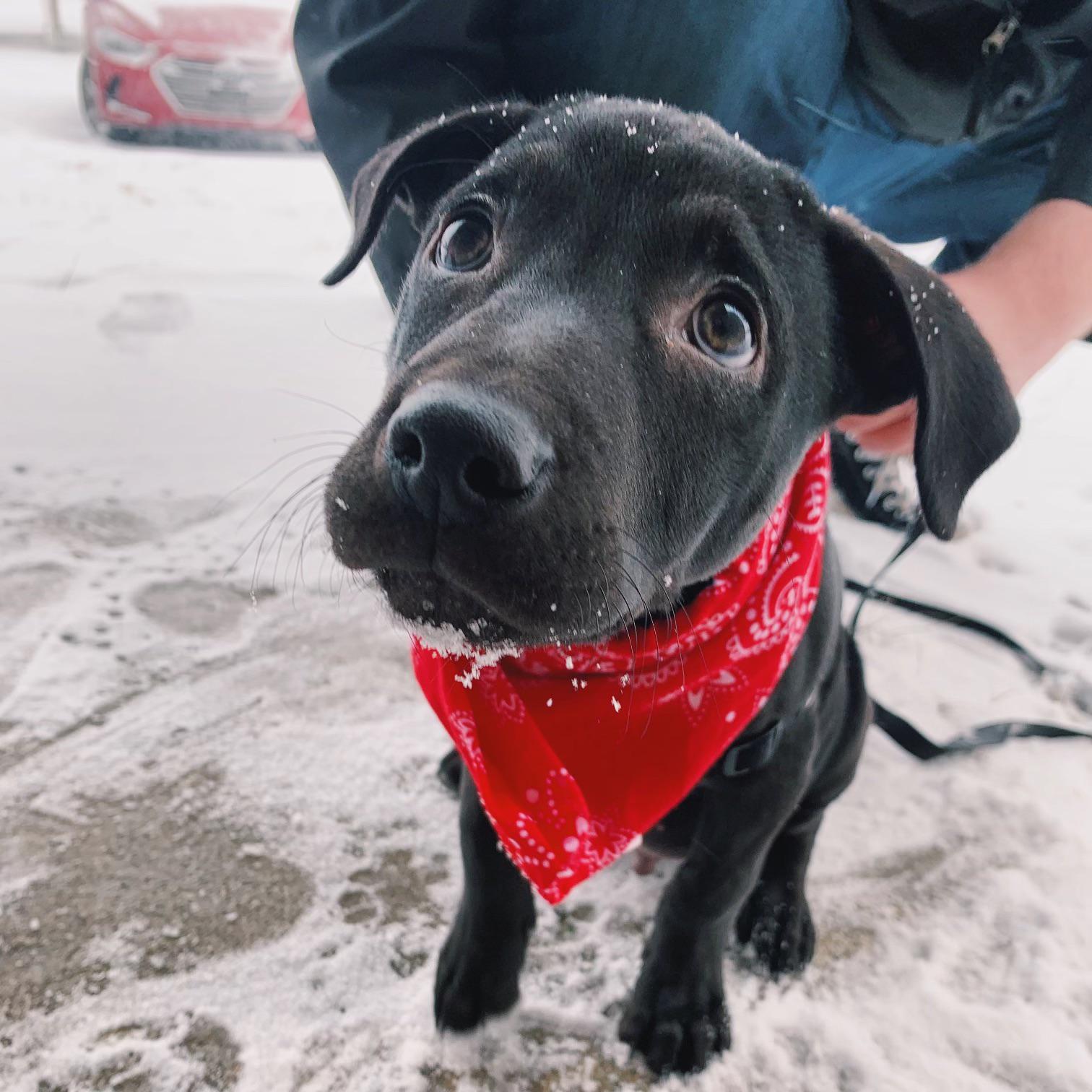 my dog atlas shortly after adoption dogpictures on atlas pet company reddit