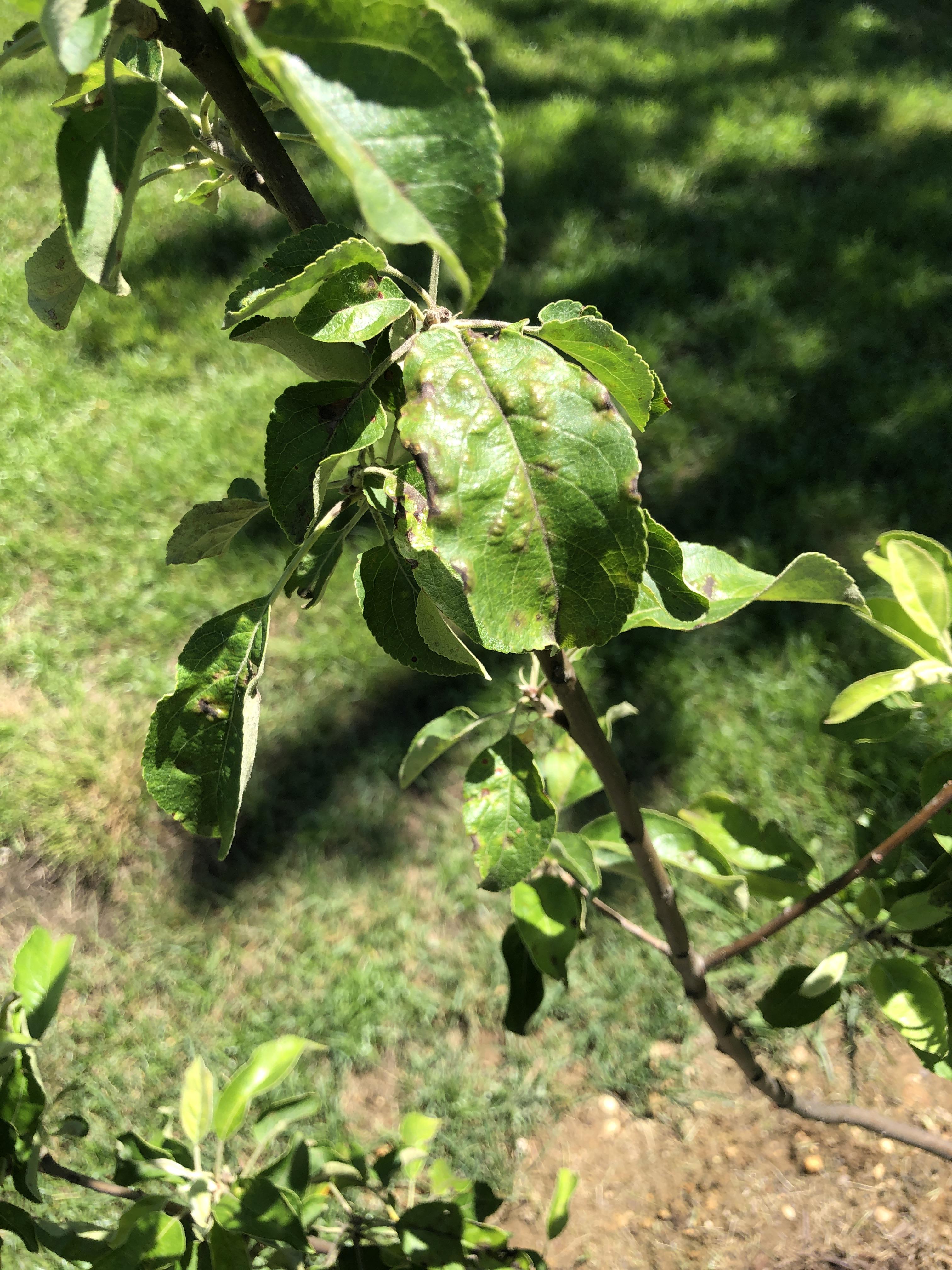 Apple Trees Most Beautiful Pages Green Apple Apple Tree Apple Farm