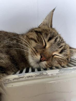 Do not disturb. I’m busy being cozy. 😴🐱