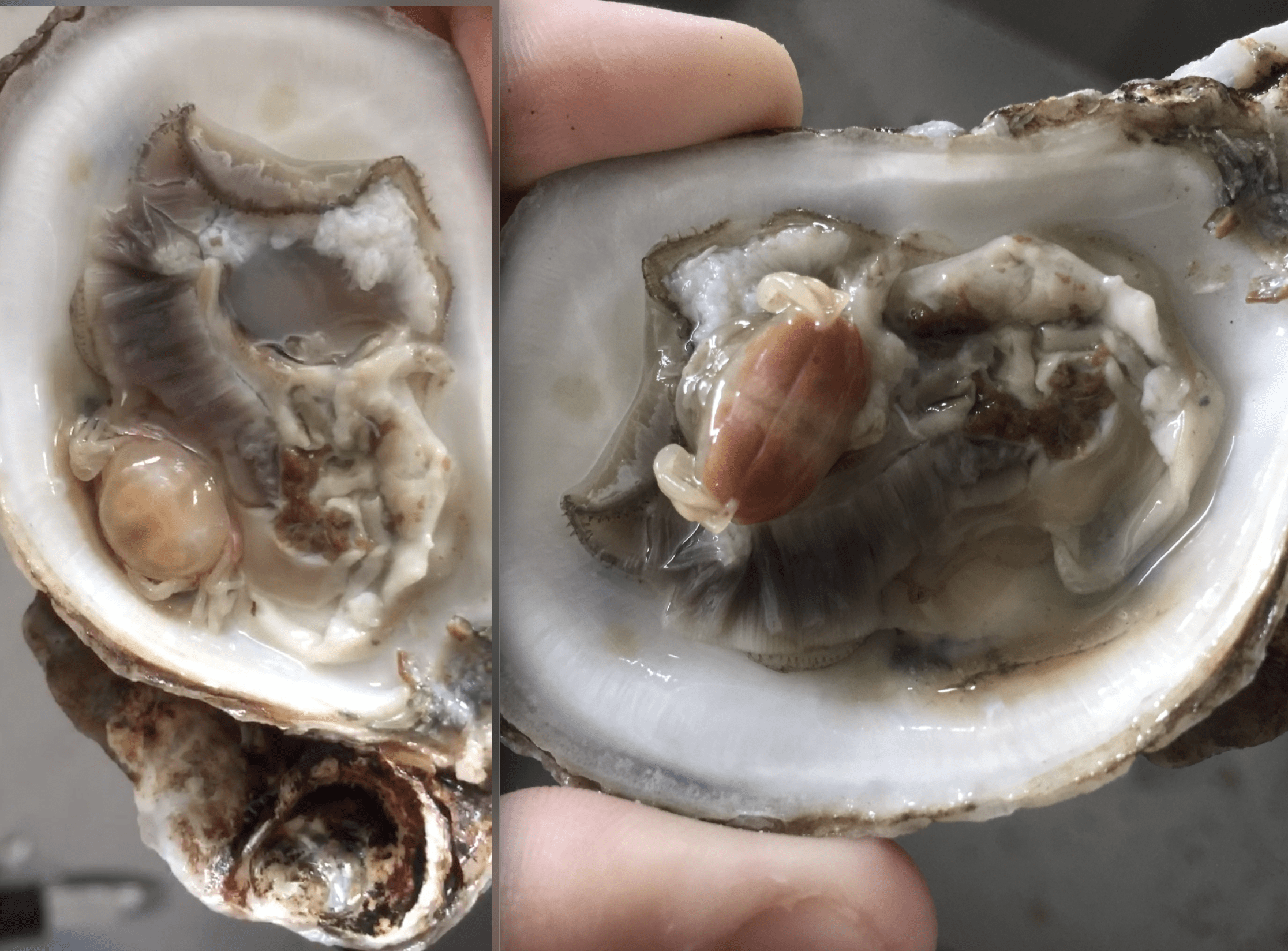 freshly shucked oyster, I was just about to eat it when I found a dead crab  inside : rshittyfoodporn
