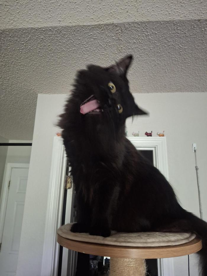 thekatmaster