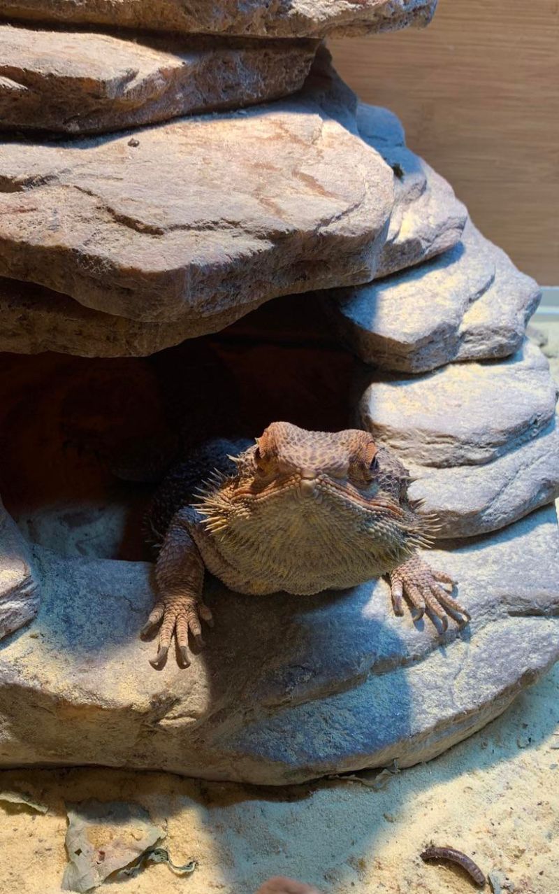 My Man R Beardeddragons - Stunning Sunset Picture - 4K