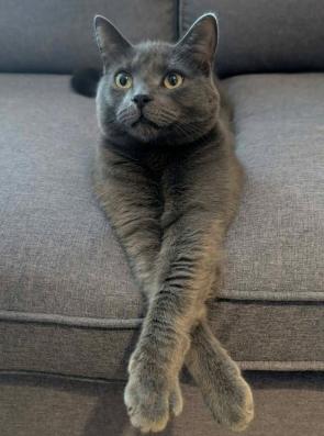 I forgot to tell you about Smoky from our shelter. He was officially adopted after 2 years (and 2 foster families). Finally a forever home!!!❤️❤️❤️