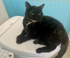 My family member installed a bidet/heated toilet seat which also serves as a cat bed.