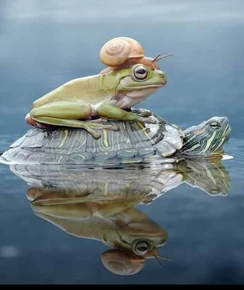 Beautiful Frog With Snails On Ears Drawstring Bag Drawstring Bag Bags Gym Essentials 