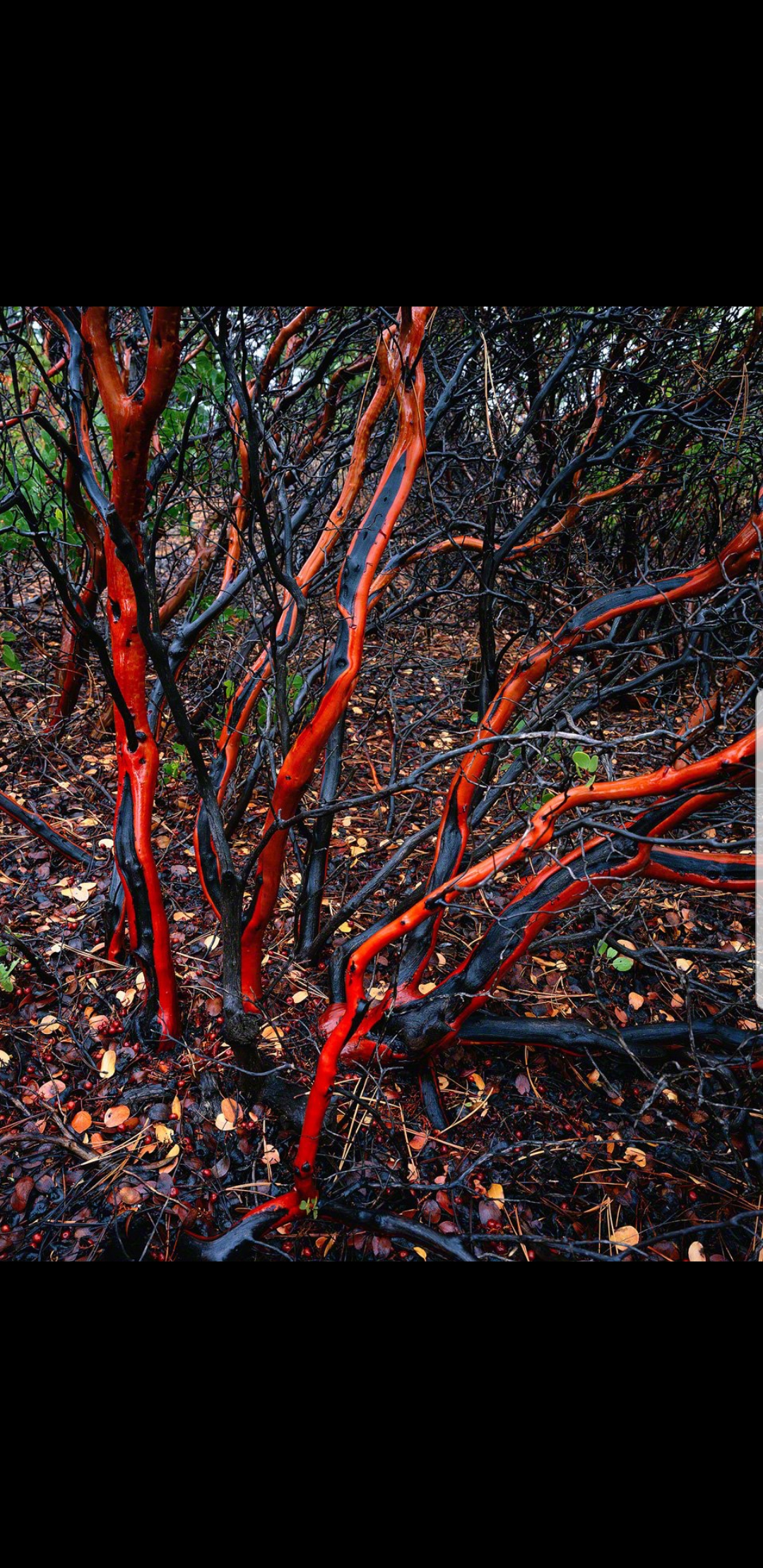 Bloodwoodtree Bloodwood Tree Logwood Haematoxylum Campechianum Bark Stock Photo Picture And Rights Managed Image Pic Bwi B054137 Agefotostock
