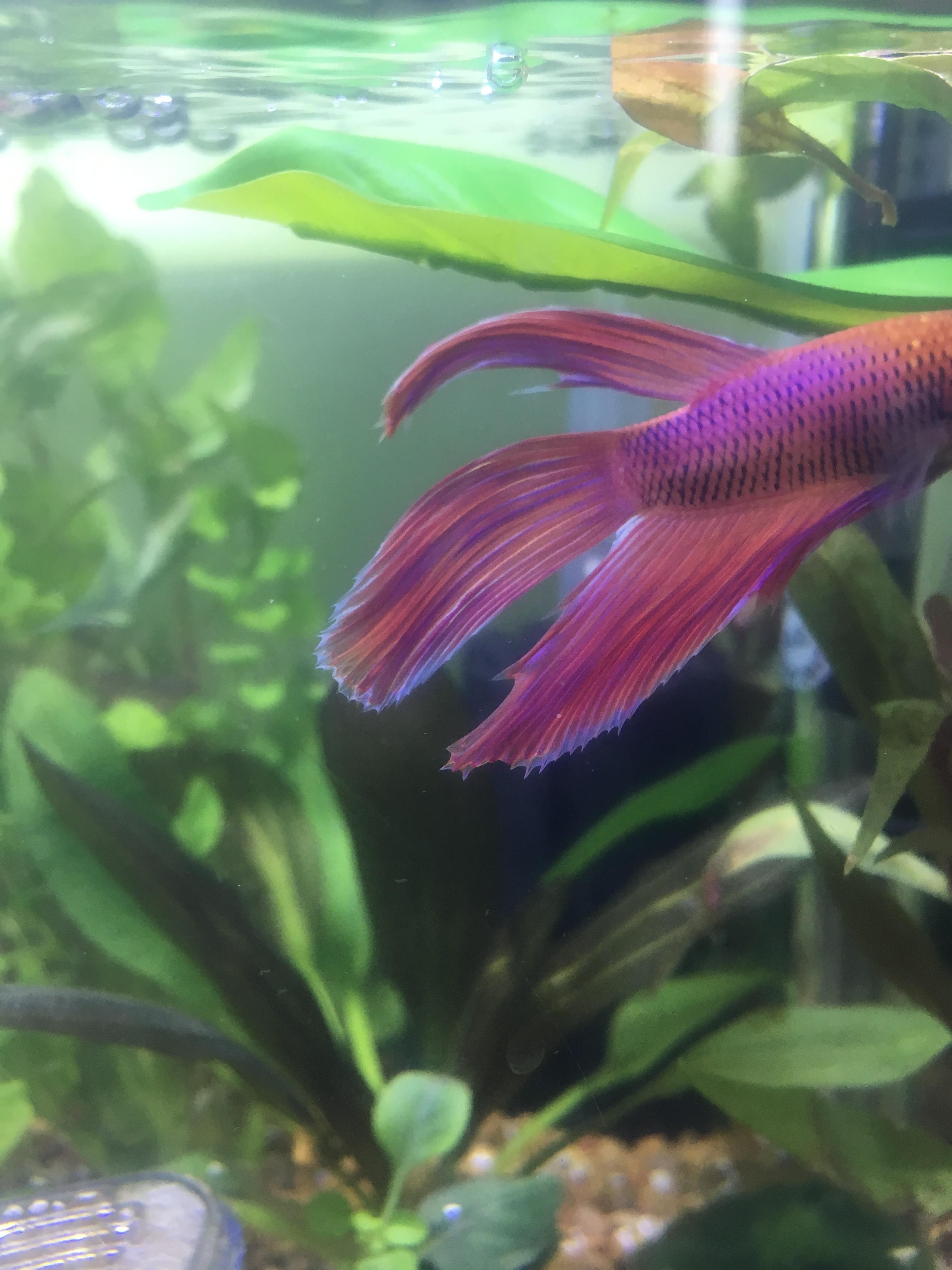 Betta Fish Growth Or Lump On Fin My Aquarium Club What Color Is New Betta Fin Growth.