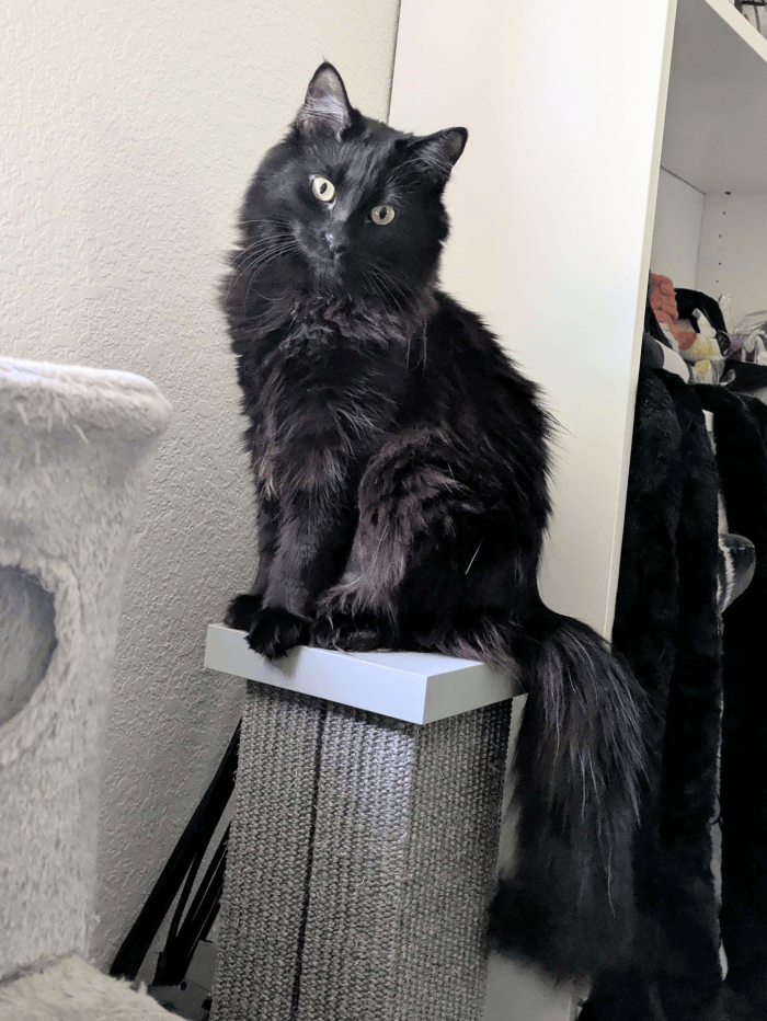 thekatmaster
