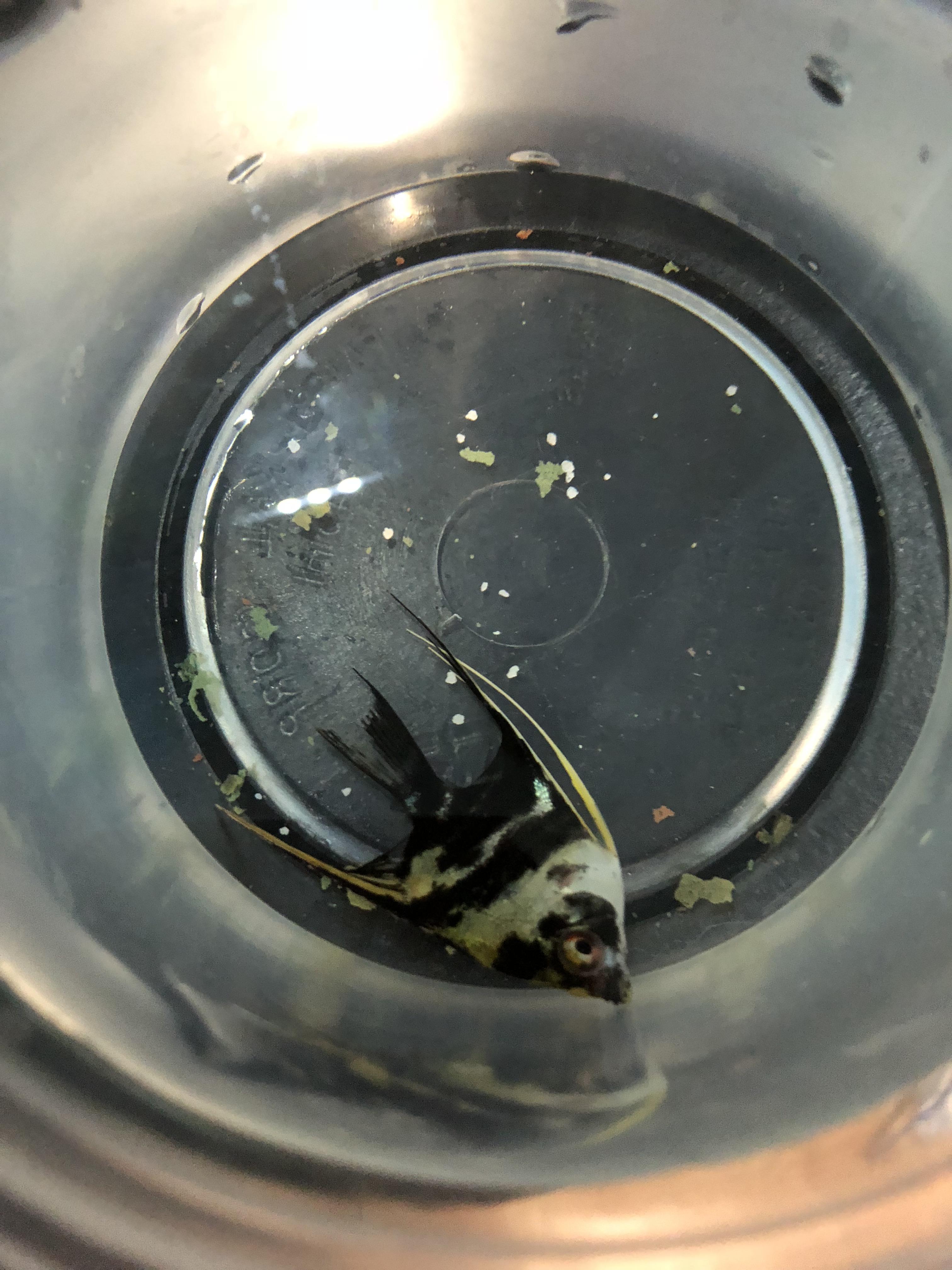 My Brothers Angel Fish Is Having Swim Bladder I Think And I Am Wondering If You All Have Any Suggestions Aquariums Constipation is the most common reason so giving your angelfish and Epsom salt bath and feeding it peas can help loosen its bowels.