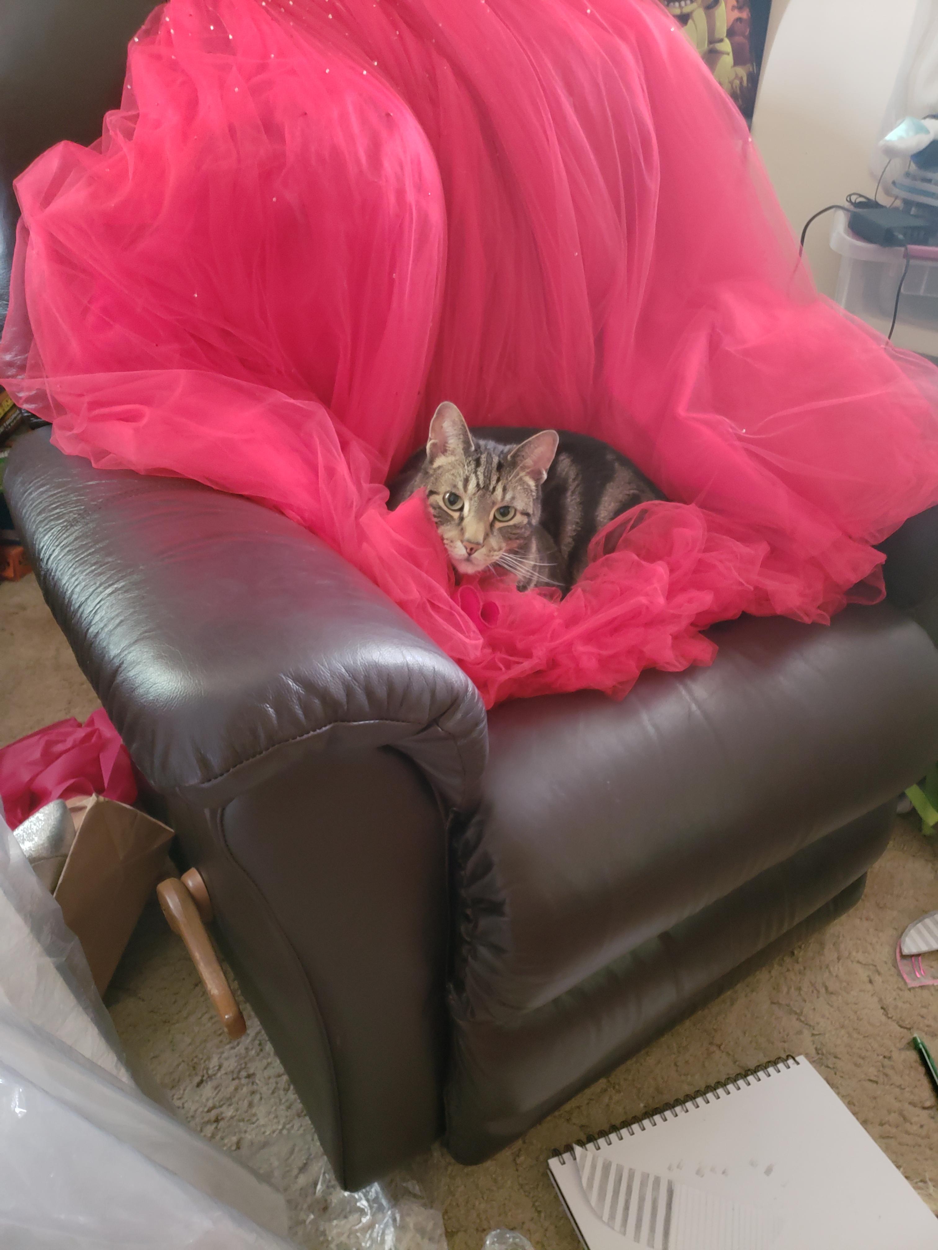Kitty Laying On My Prom Dress Animalsbeingderps
