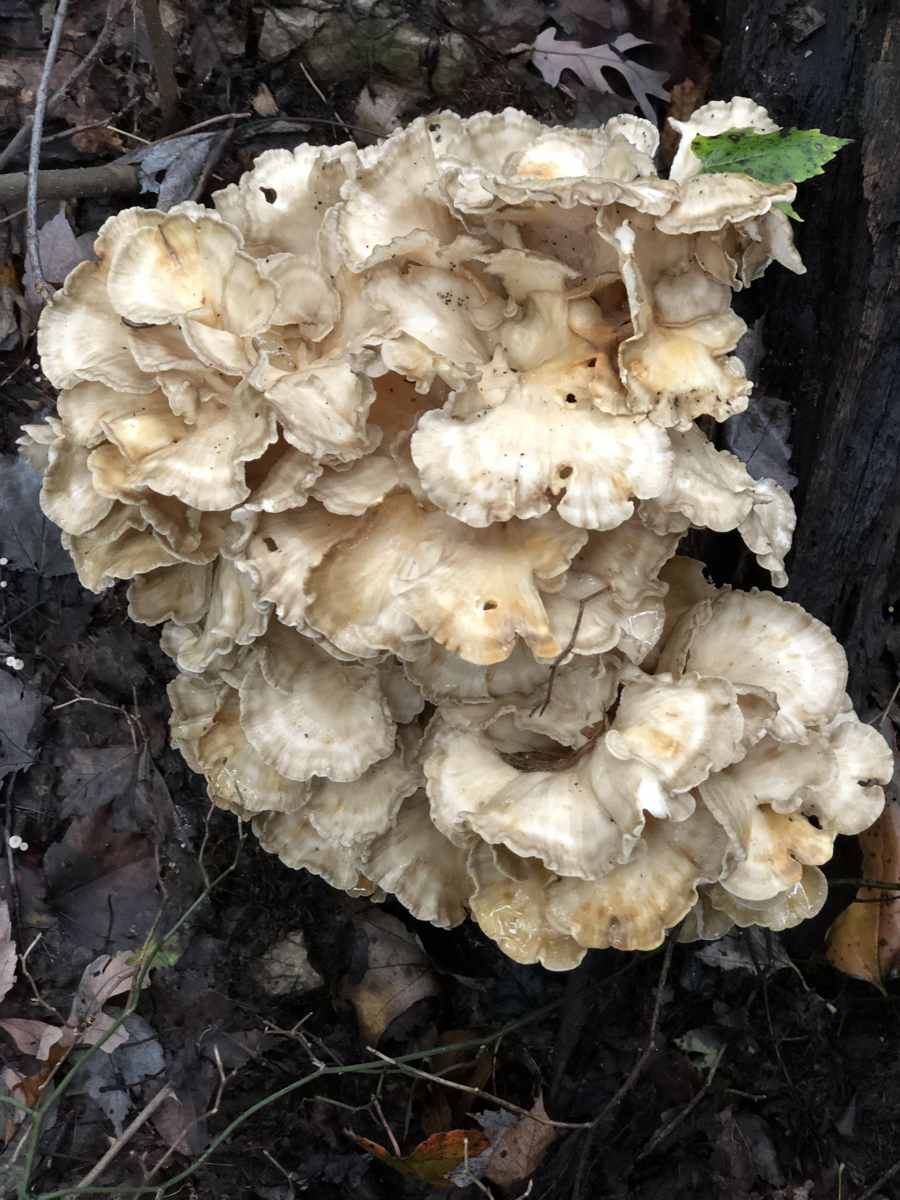 wallpapers Sheepshead Mushroom Season is this a sheepshead mushroom mycology