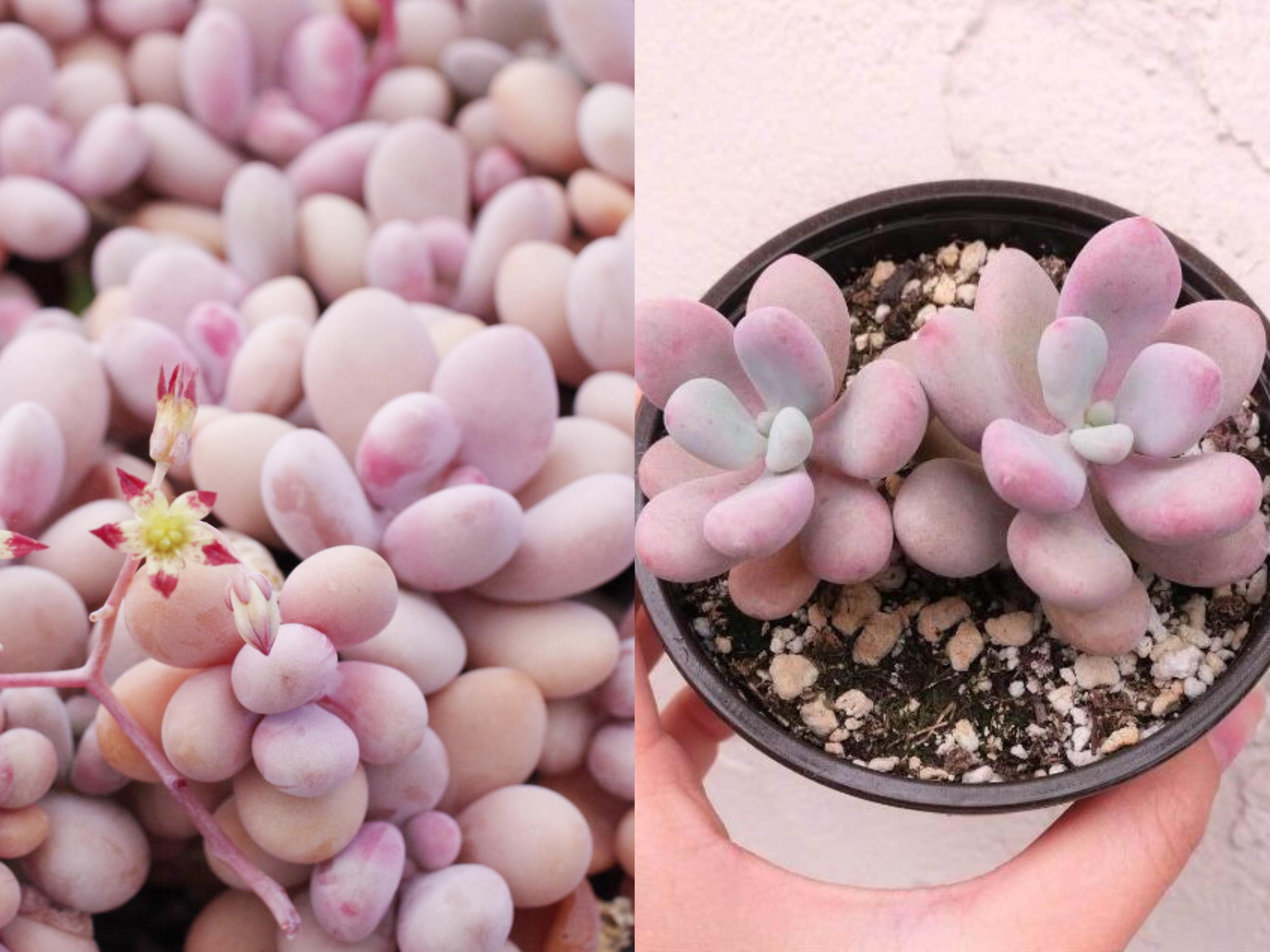 If you would like us to post . Can T Find Pink Moonstones Pachyphytum Oviferum Always Sold Out Cause Your Local Twitter Girls Keep Buying Them All Try Graptopetalum Amethystinum Succulents