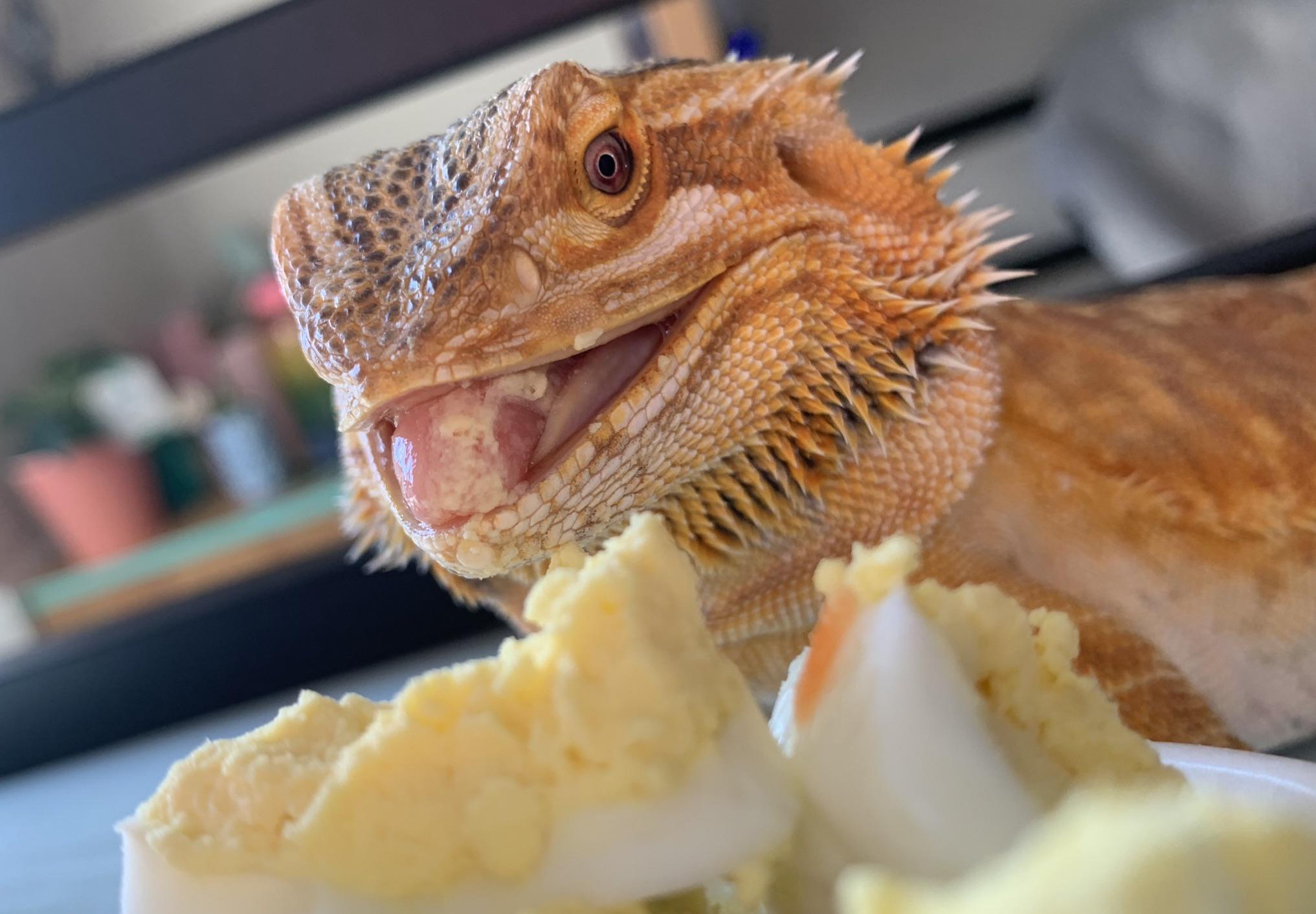 Can bearded dragons eat scrambled chicken egg? : rBeardedDragons