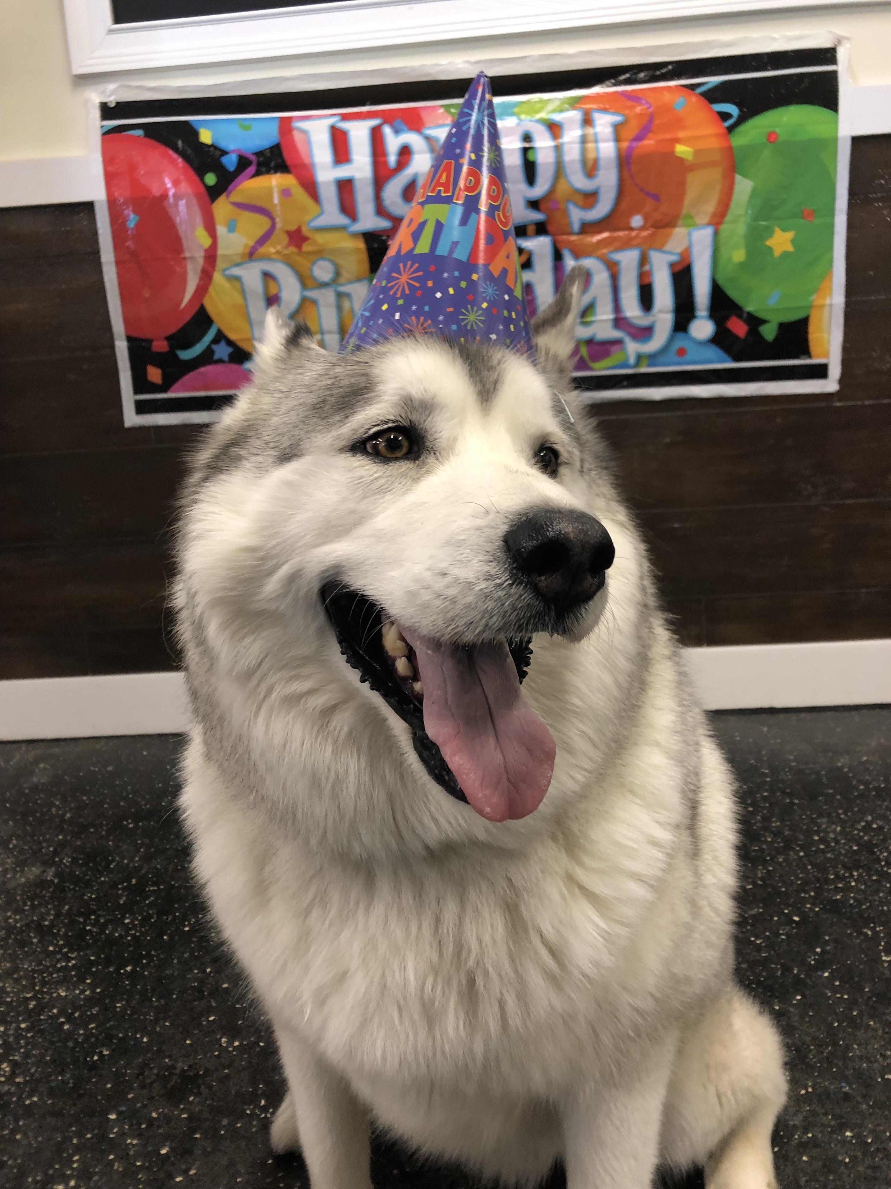 I work at a doggy daycare. we had a birthday at work recently.