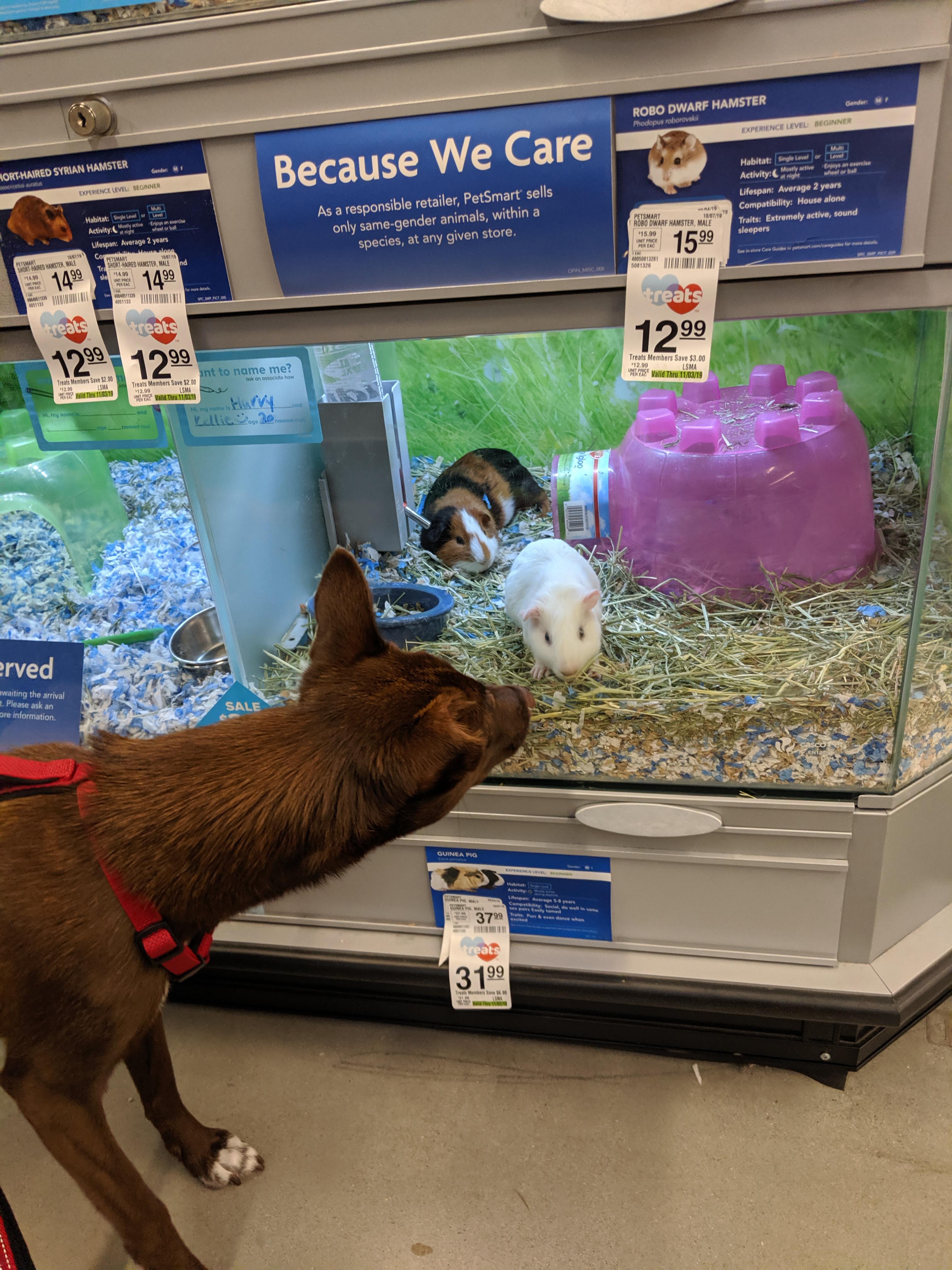 What Animals Do Petsmart Sell At Mary Nugent Blog 