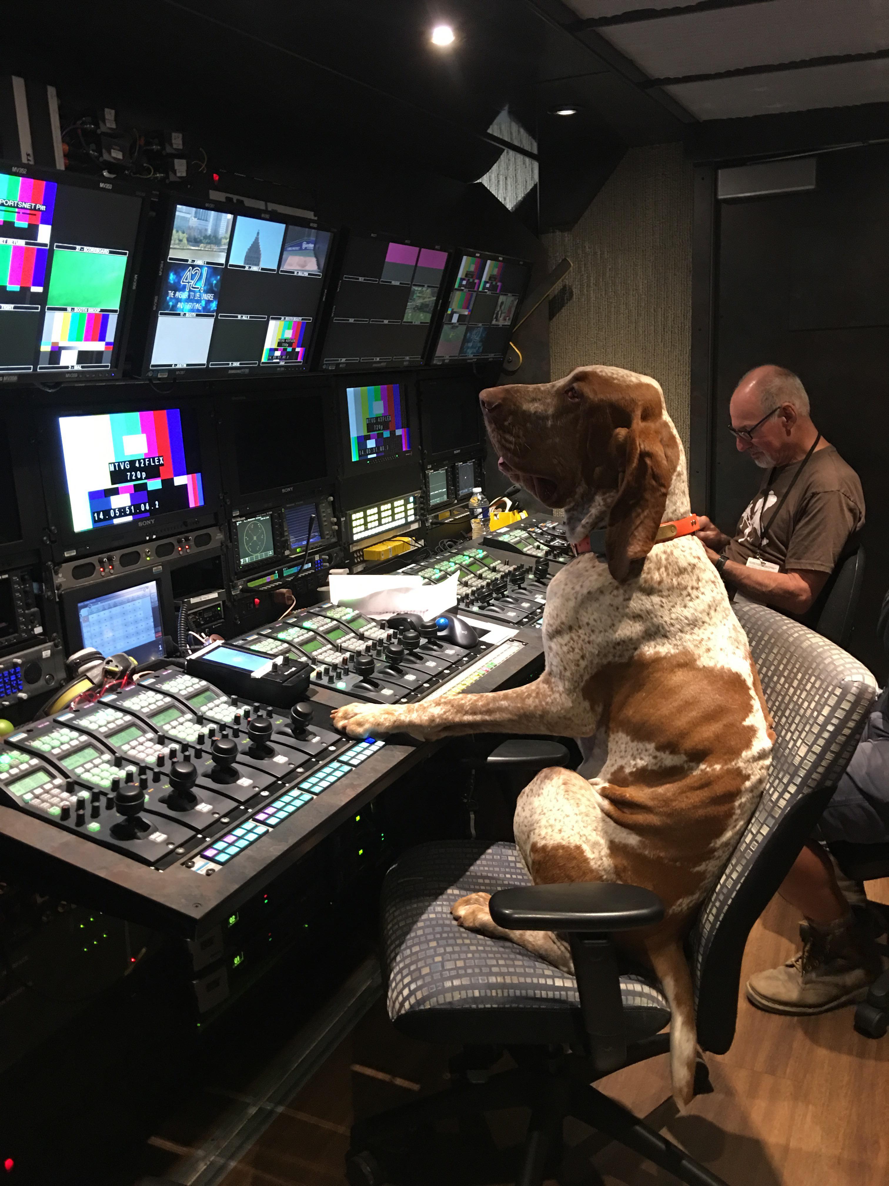 Live Tv Production Is Stressful Dogswithjobs