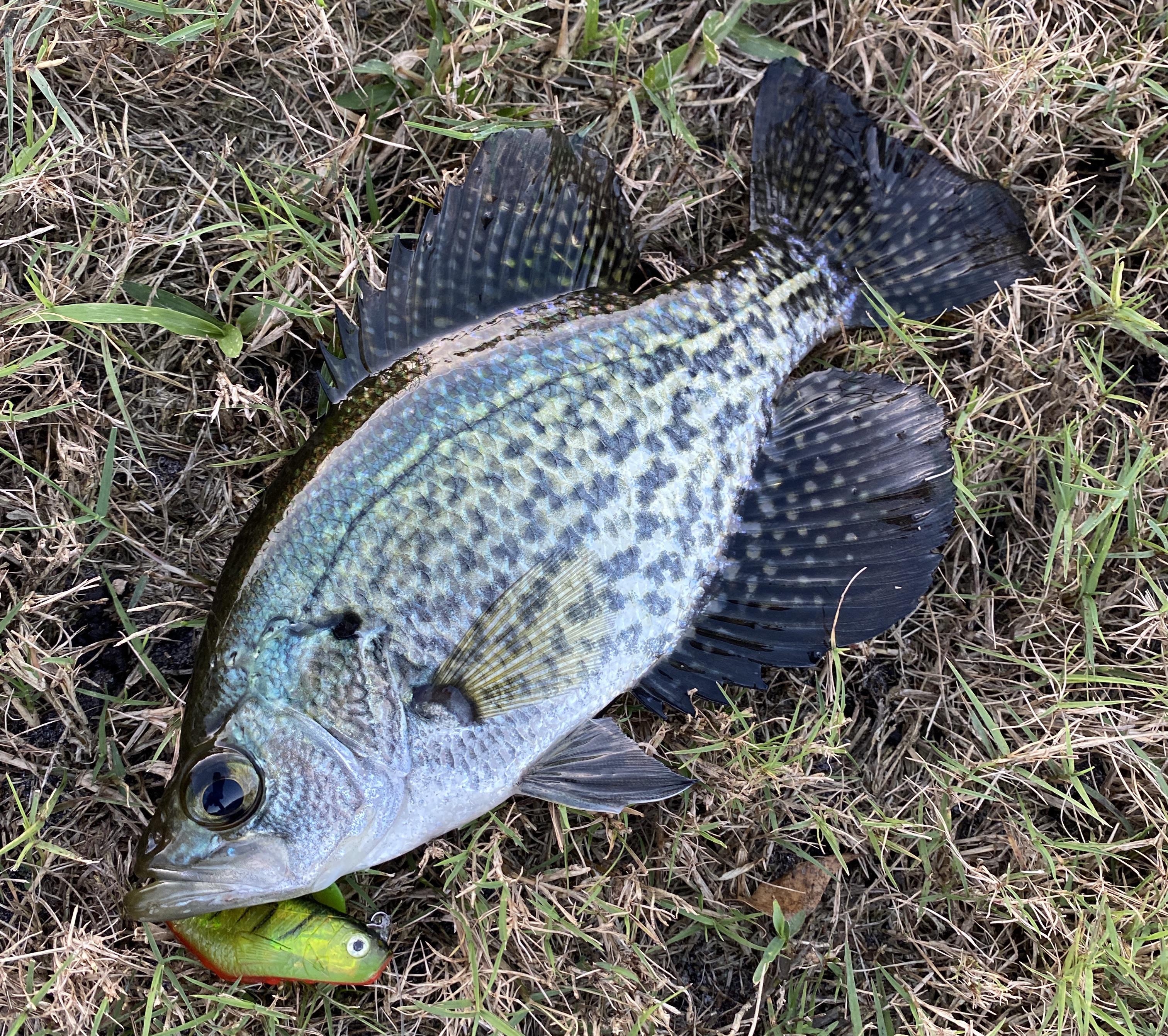 Black Crappie Matter Crappie Fishing Gift
