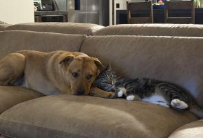 My mother’s pets are besties and cuddle like this all the time.